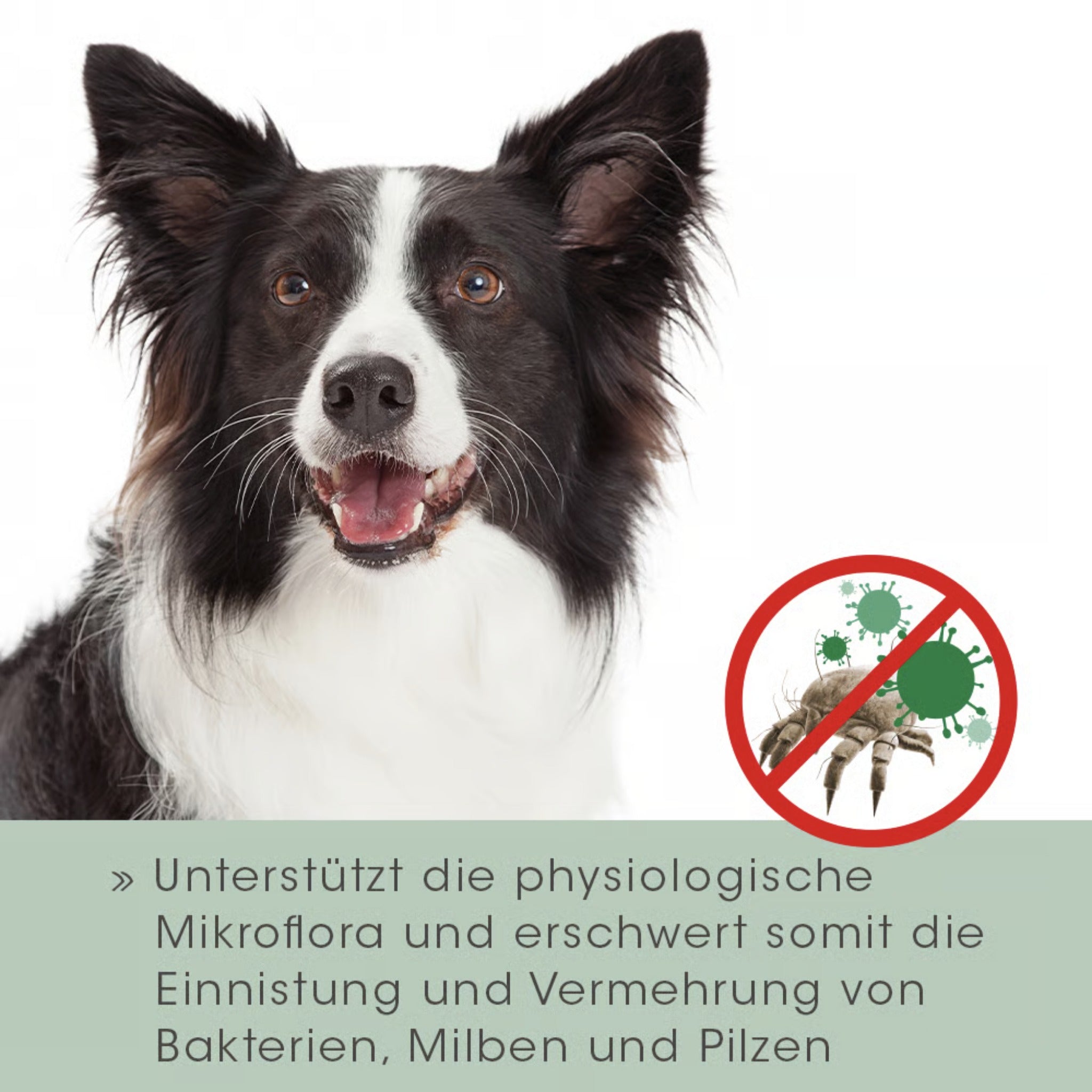cdVet VeaVet Lebermoos Ohrspülung für Hunde - Woofshack