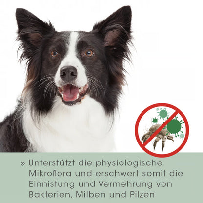 cdVet VeaVet Lebermoos Ohrspülung für Hunde - Woofshack