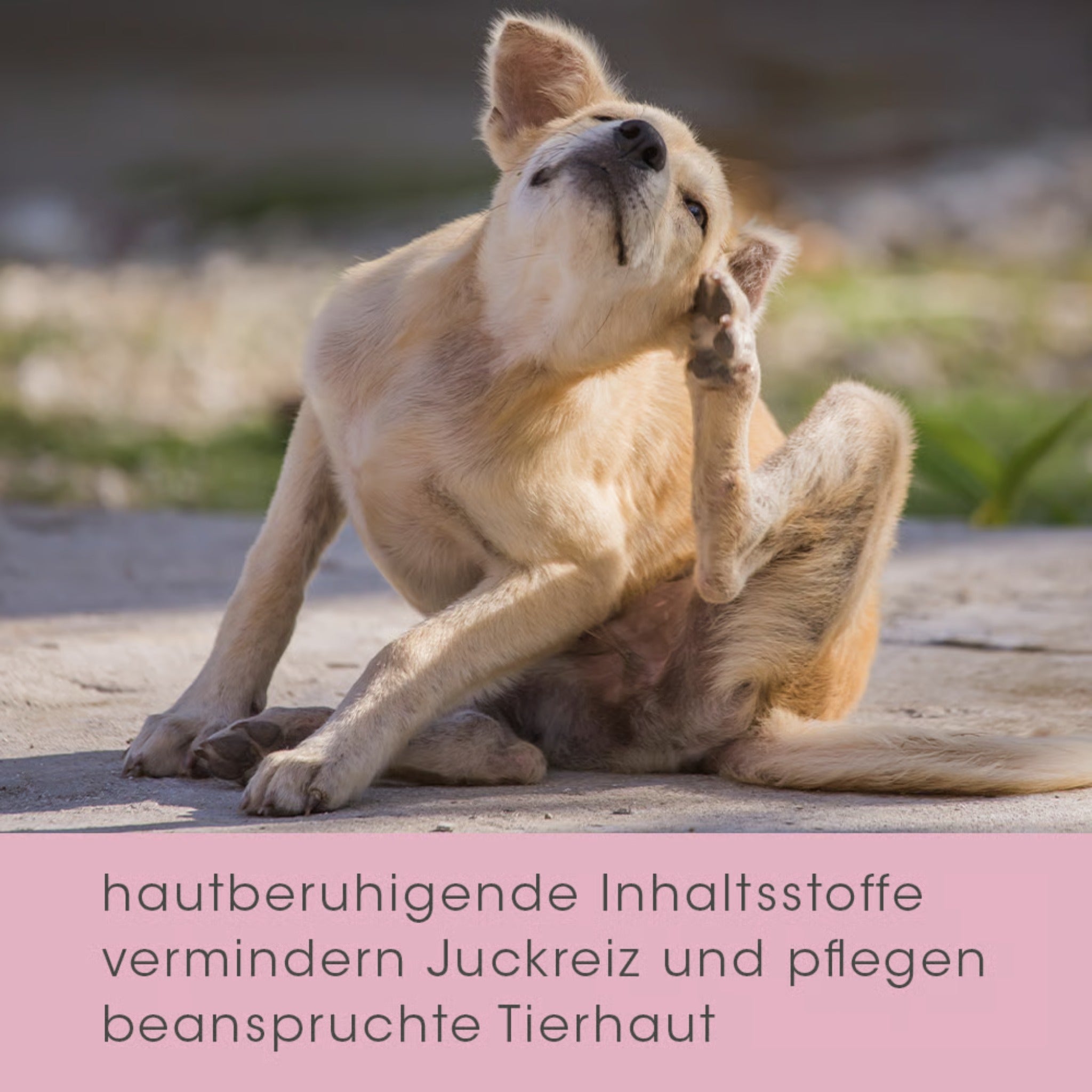 cdVet VeaVet Lebermoos Spray - Woofshack