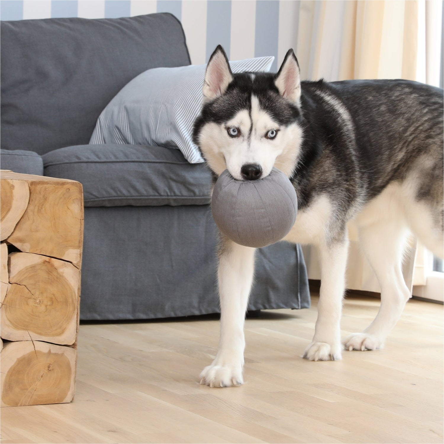 Doctor Bark Toy Ball, Hundespielzeug - Woofshack