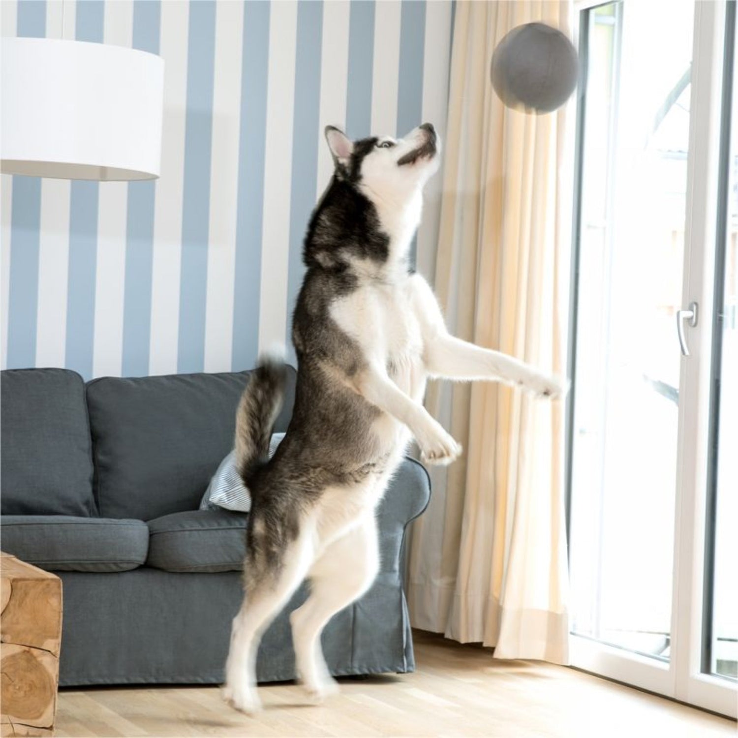Doctor Bark Toy Ball, Hundespielzeug - Woofshack