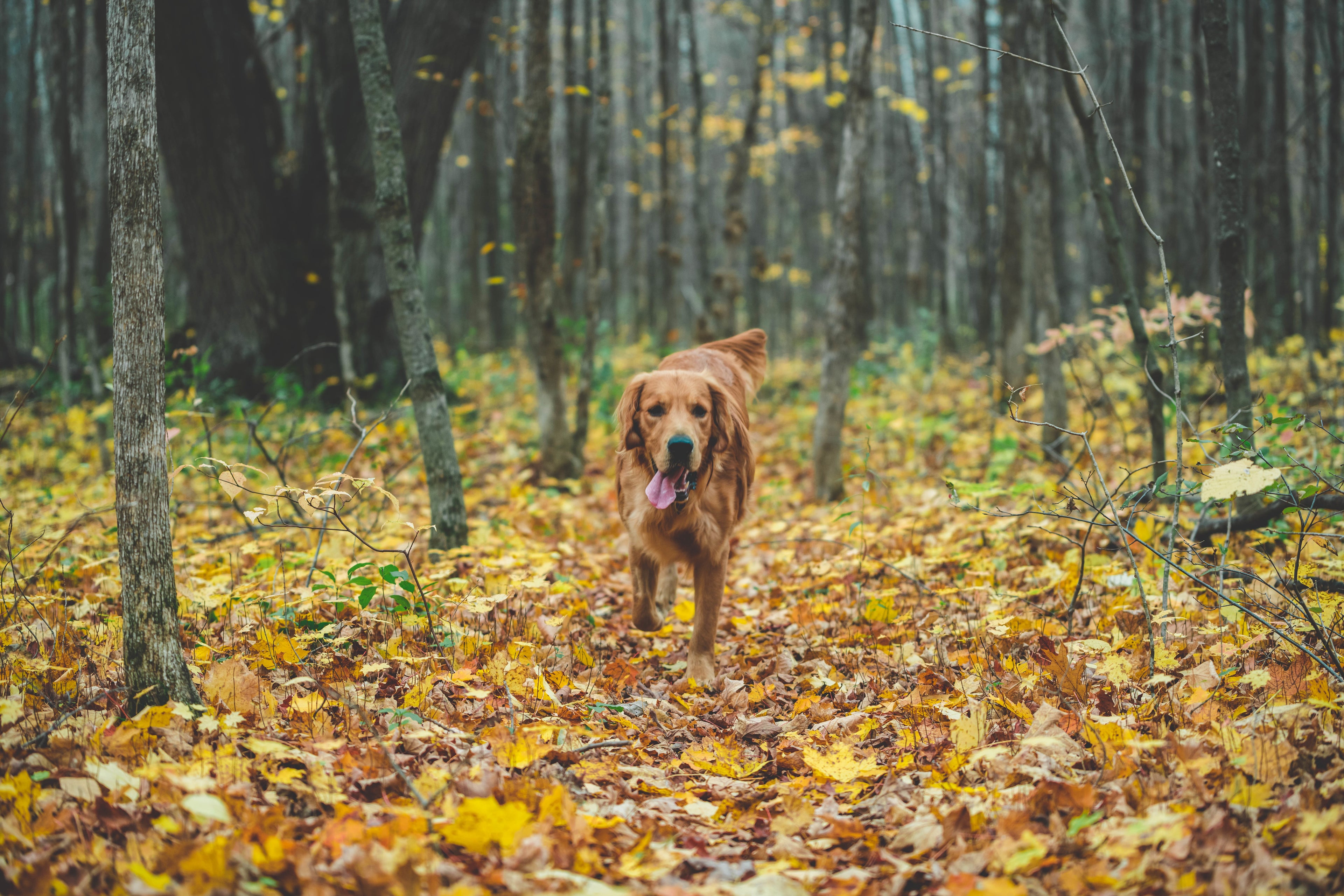 Hundefutter, Hundebedarf & Katzenfutter online kaufen