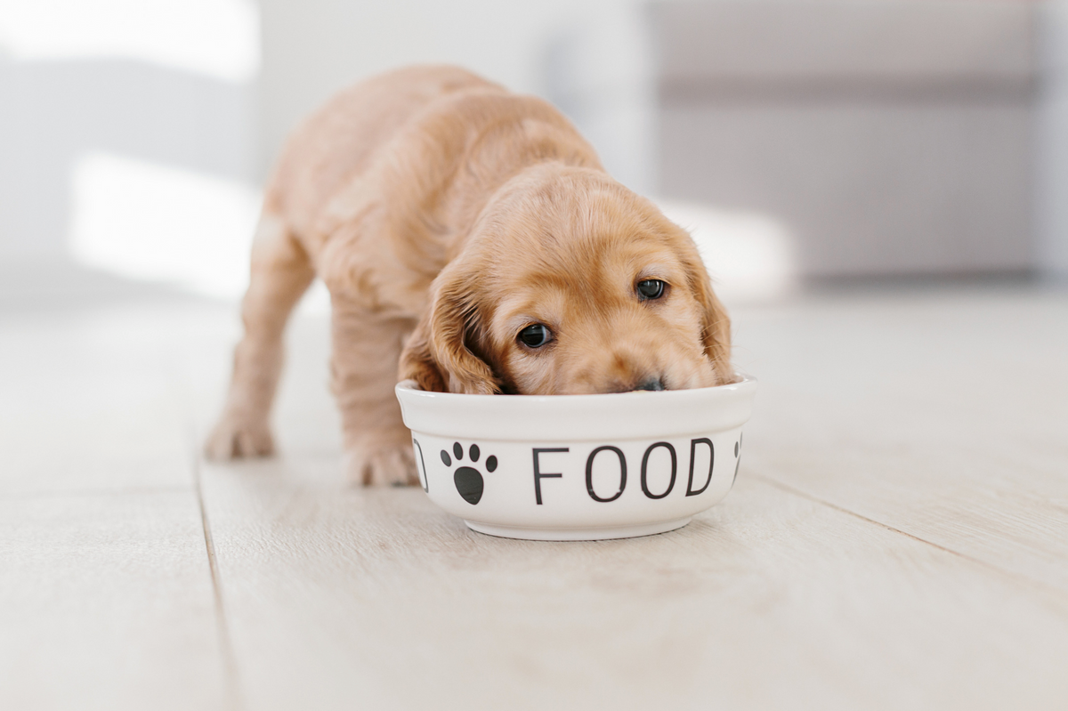 Hund am Futternapf – getreidefreies Hundefutter