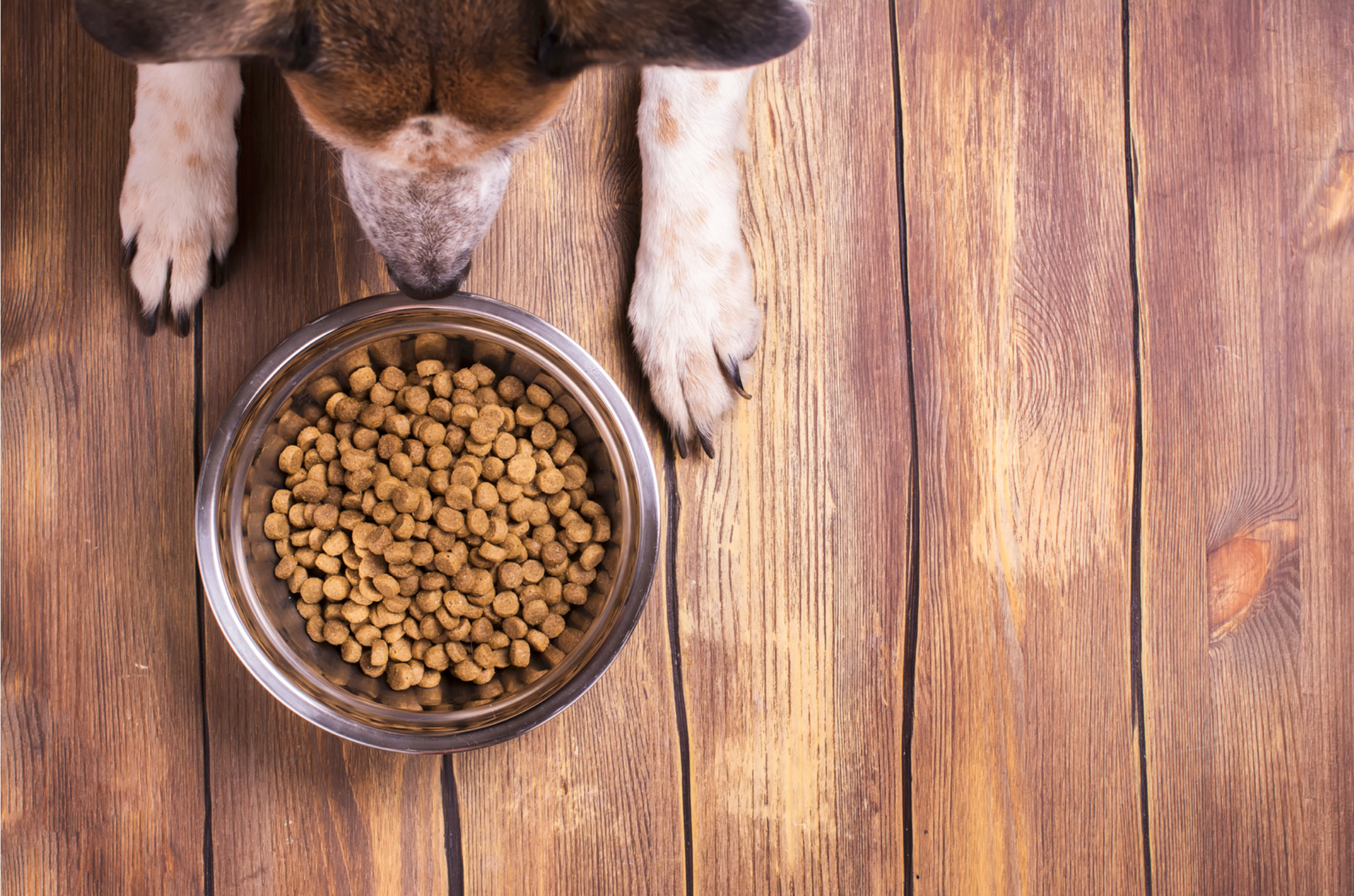 Hund vor einem Futternapf mit Hundefutter mit Pferd