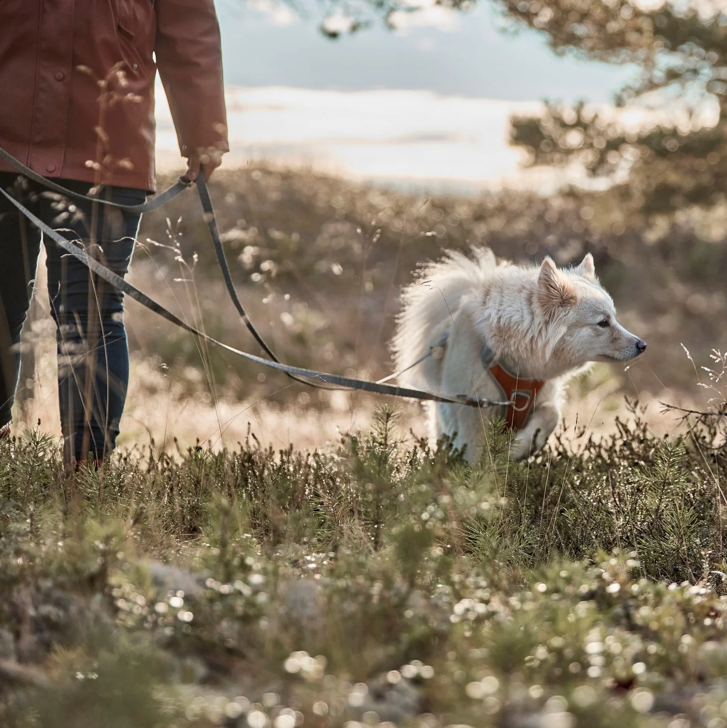 Hundeleinen - Dog Leashes
