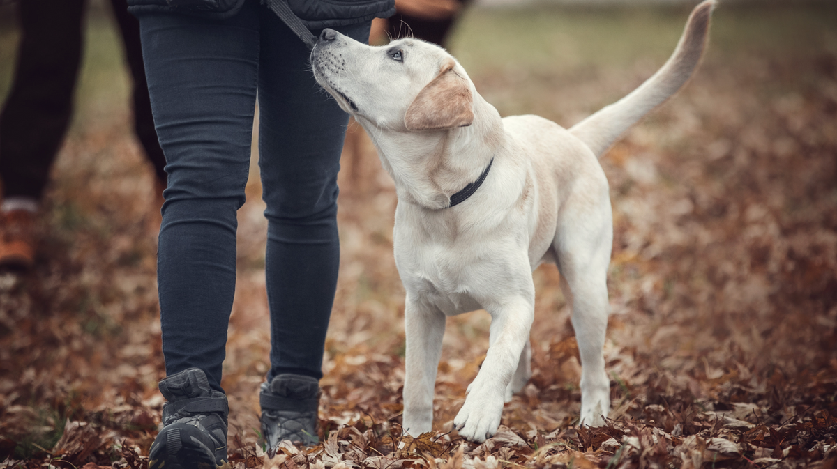 Hundesnacks für Welpen