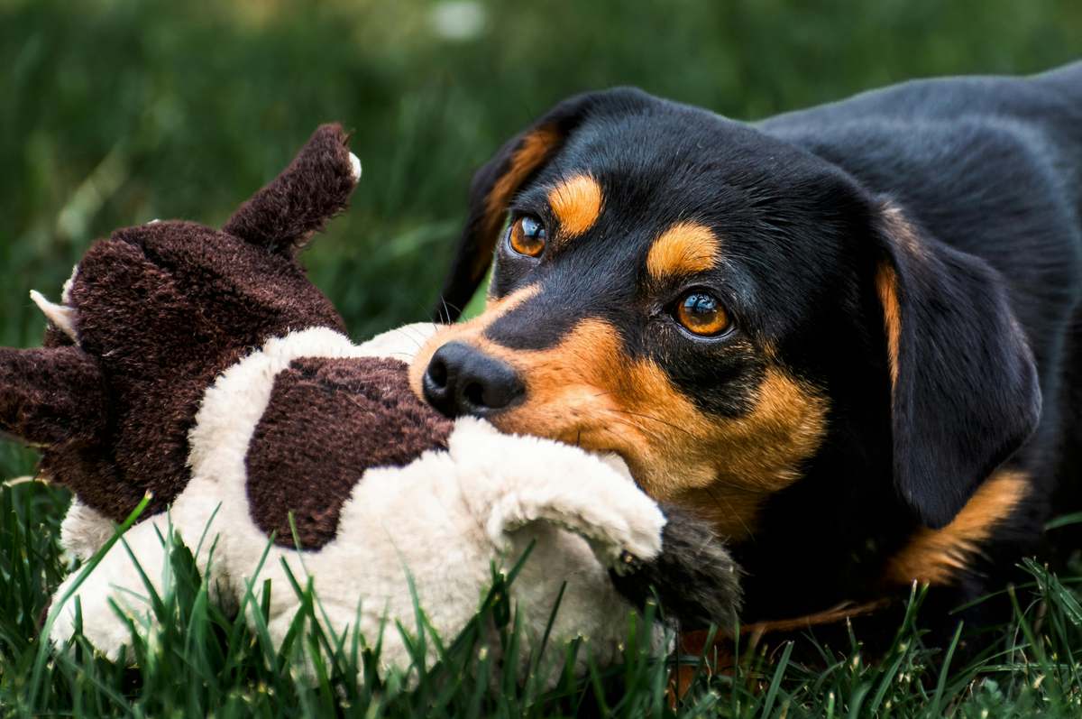 Hund spielt mit einem Kuscheltier im Gras