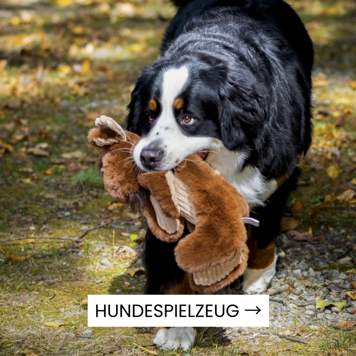 Hundespielzeug bei Woofshack kaufen