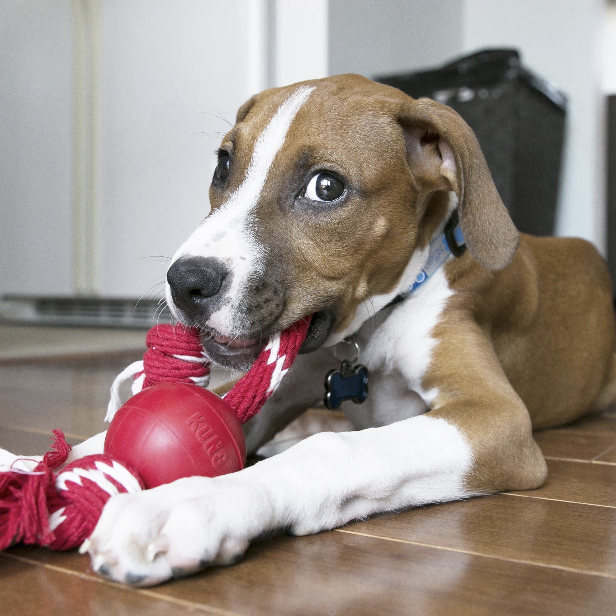Kong Ball mit Seil, Hundespielzeug - Woofshack