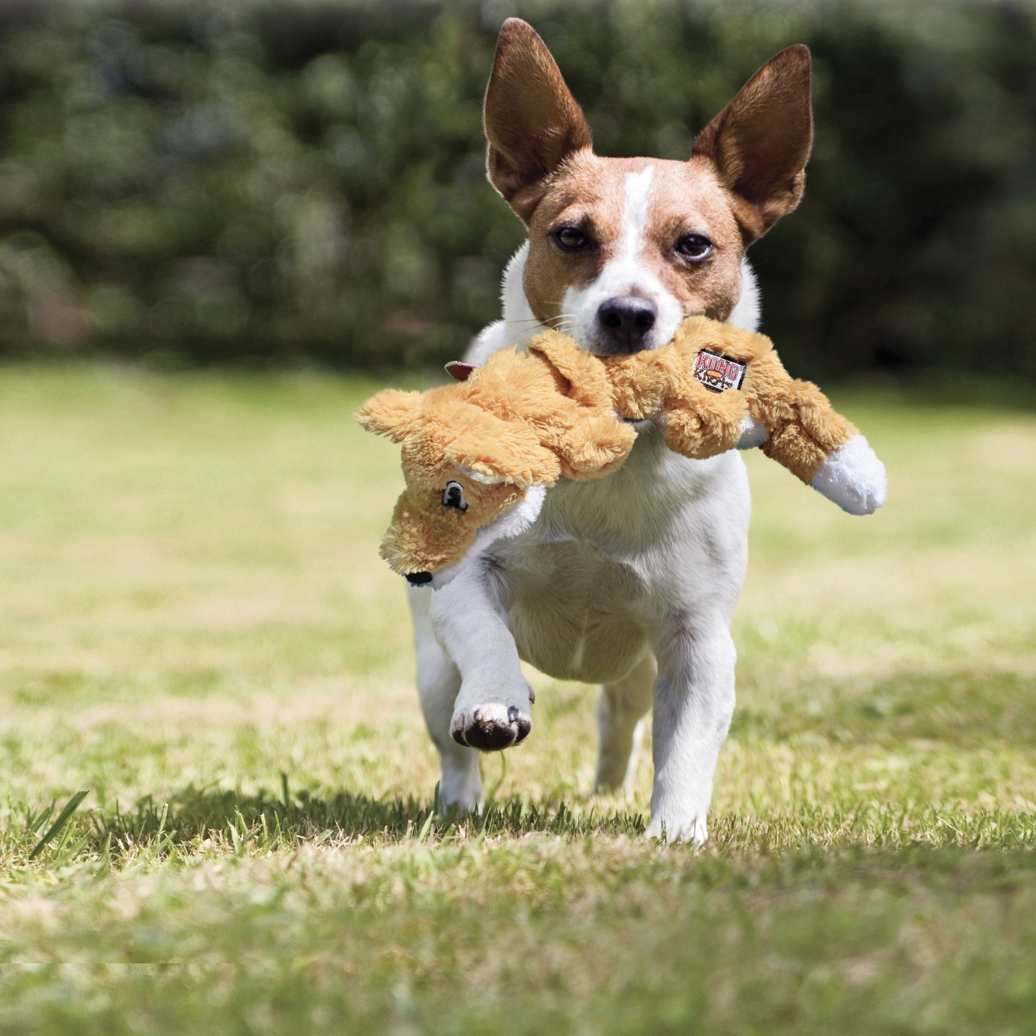 Kong Scrunch Knots Squirrel, Hundespielzeug - Woofshack