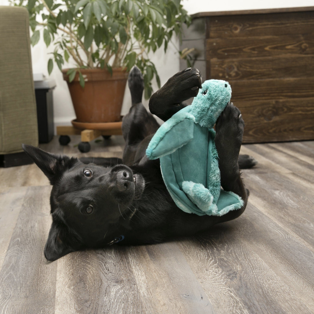 Kong SoftSeas Turtle, Hundespielzeug - Woofshack