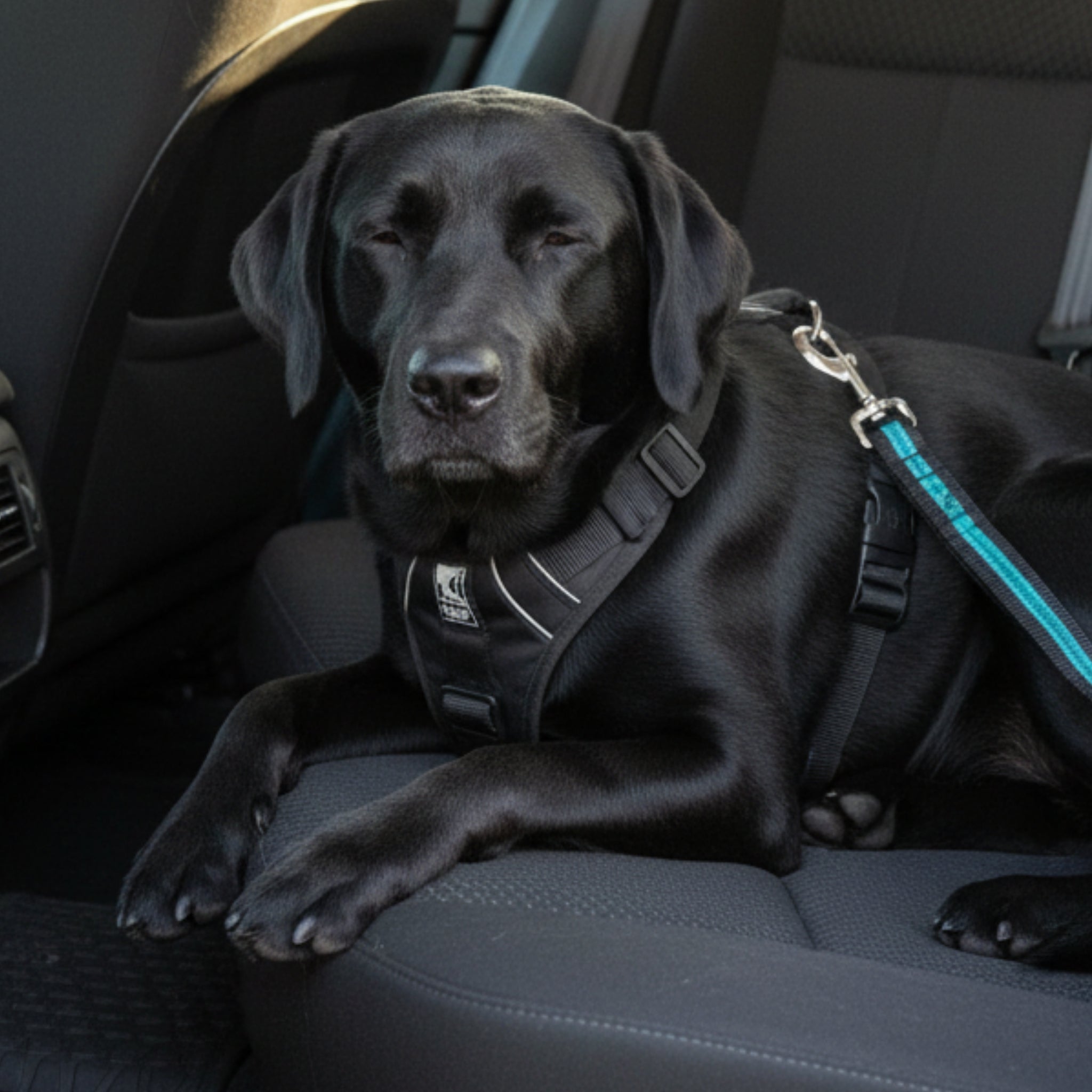 Kurgo Direct to Seatbelt Swivel Tether Hundeautogurt mit 360° Drehgelenk – Sicher im Auto mit Hund - Woofshack