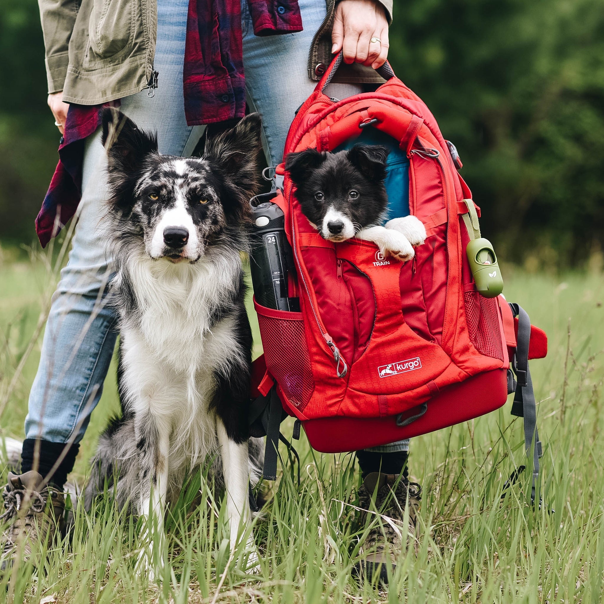 Kurgo G - Train Hunderucksack – Premium Transportrucksack mit Sicherheitsgurt - Befestigung für komfortables Reisen mit kleinen &amp; mittelgroßen Hunden - Woofshack