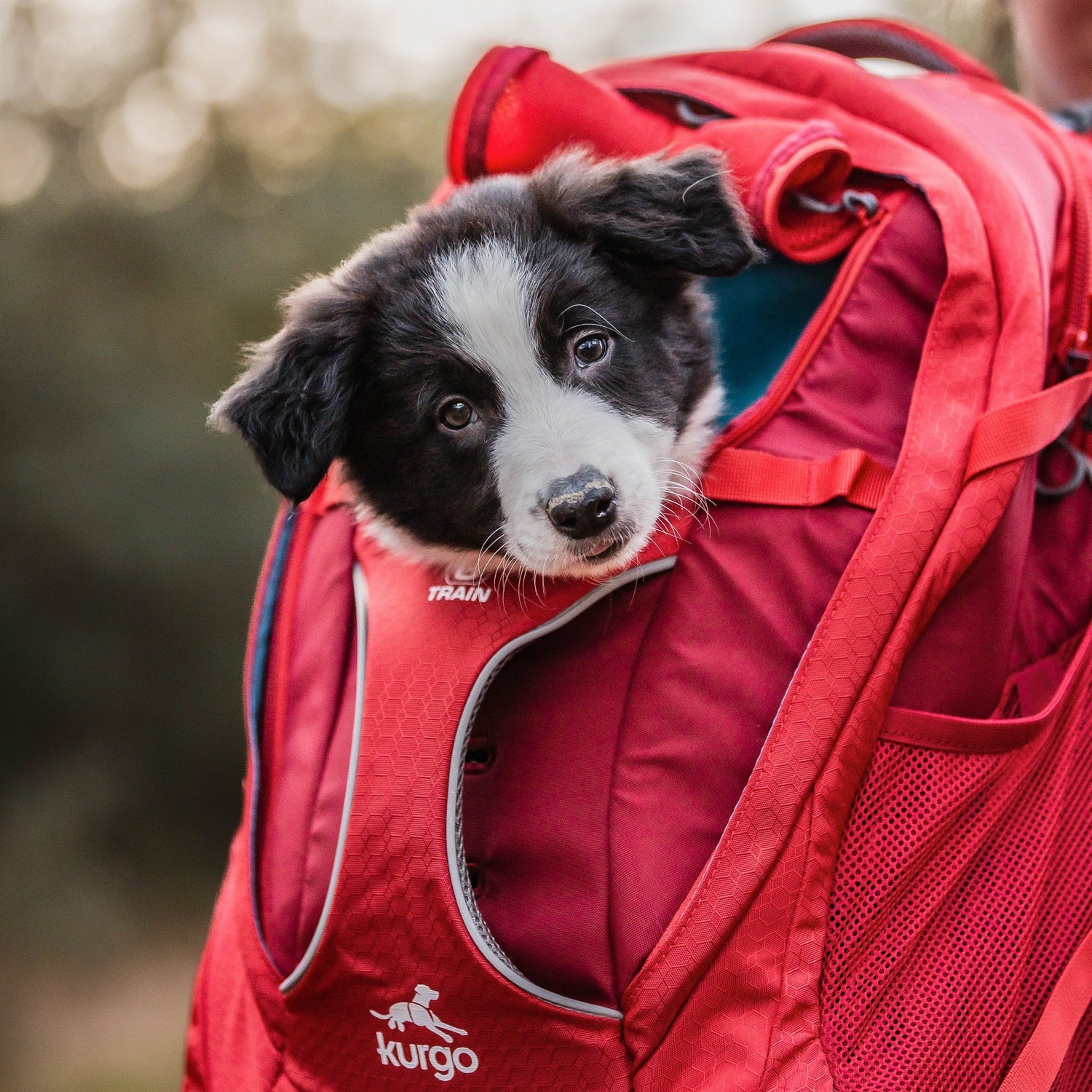Kurgo G - Train Hunderucksack – Premium Transportrucksack mit Sicherheitsgurt - Befestigung für komfortables Reisen mit kleinen &amp; mittelgroßen Hunden - Woofshack