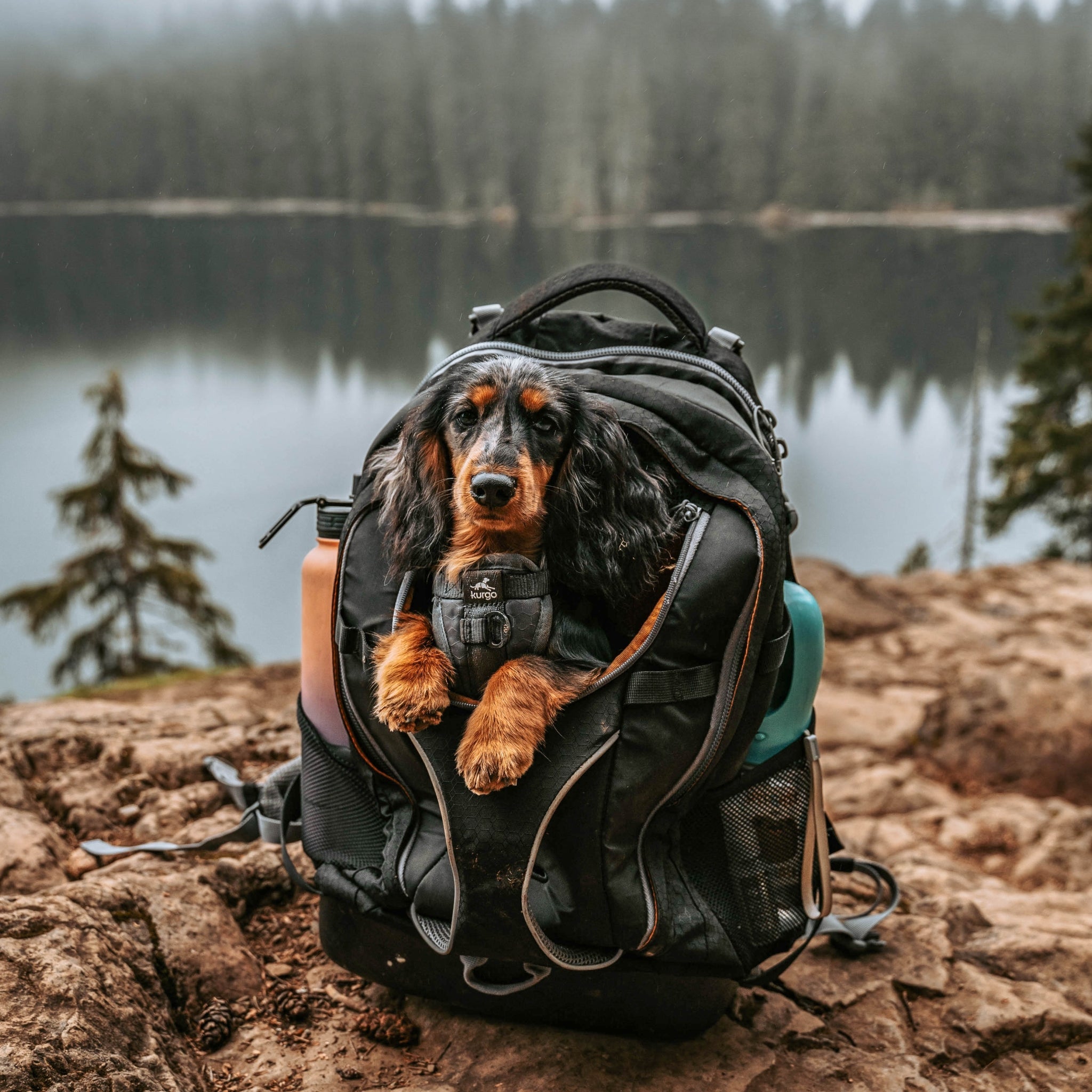 Kurgo G - Train Hunderucksack – Premium Transportrucksack mit Sicherheitsgurt - Befestigung für komfortables Reisen mit kleinen &amp; mittelgroßen Hunden - Woofshack