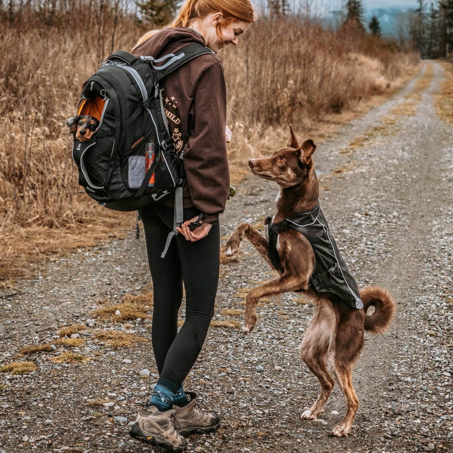 Kurgo G - Train Hunderucksack – Premium Transportrucksack mit Sicherheitsgurt - Befestigung für komfortables Reisen mit kleinen &amp; mittelgroßen Hunden - Woofshack