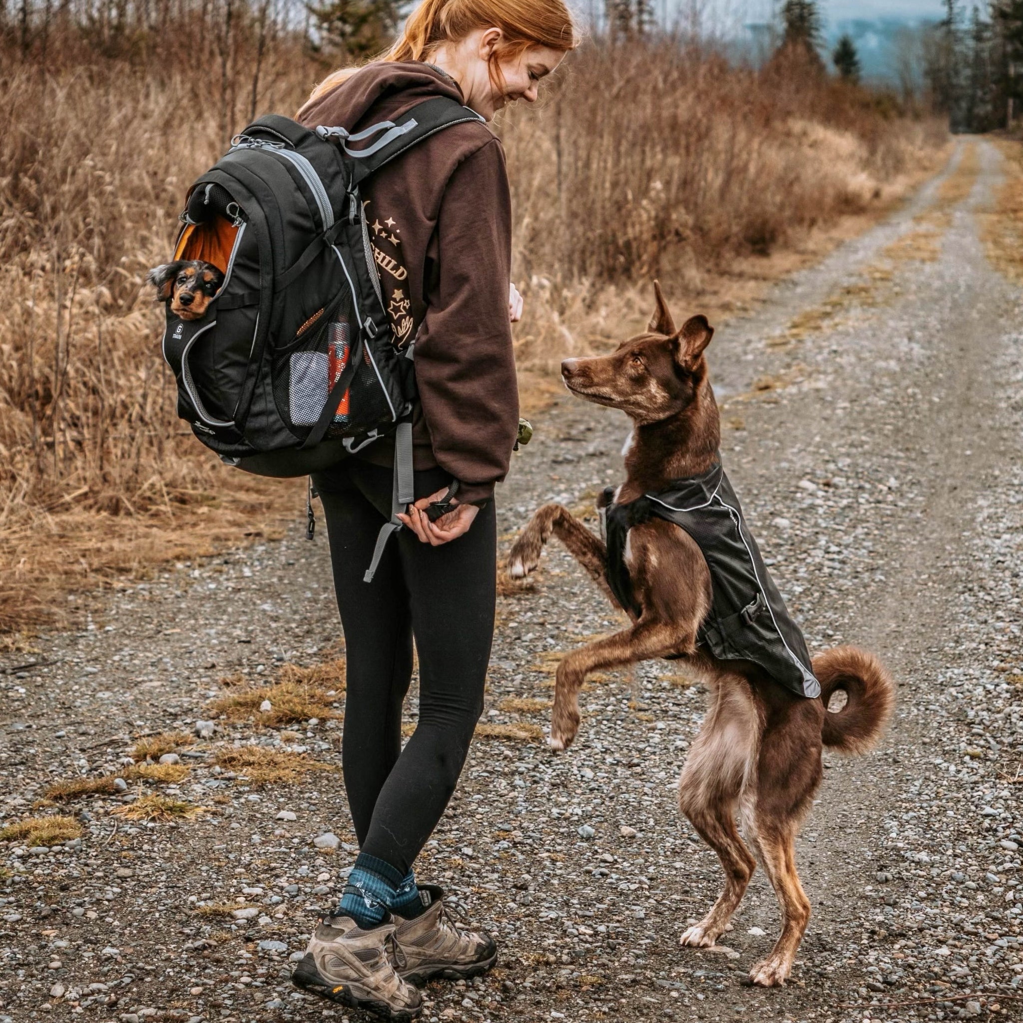 Kurgo G - Train Hunderucksack – Premium Transportrucksack mit Sicherheitsgurt - Befestigung für komfortables Reisen mit kleinen &amp; mittelgroßen Hunden - Woofshack