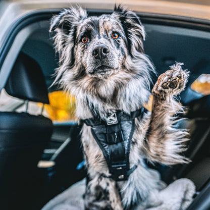 Kurgo Tru - Fit Hundegeschirr – Sicheres Auto - Sicherheitsgeschirr mit Crashtest - Zertifizierung - Woofshack