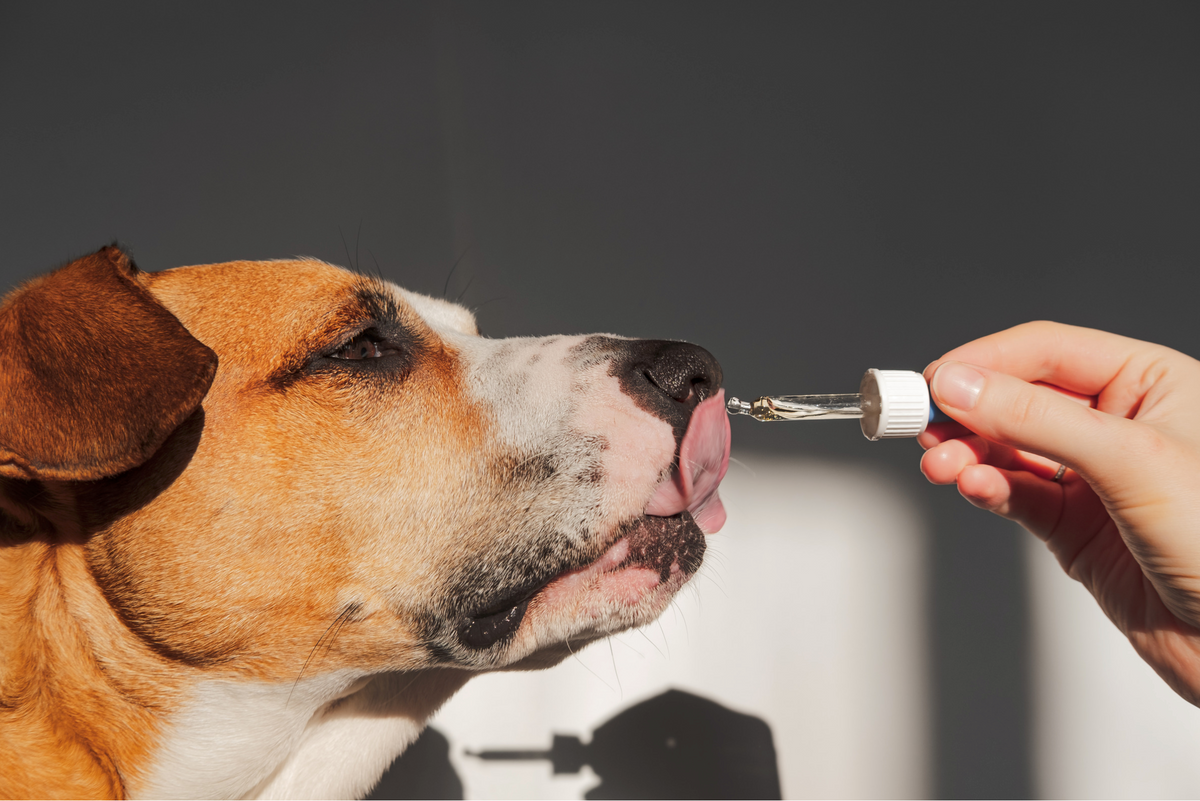 Hund erhält Nahrungsergänzung mit einer Pipette