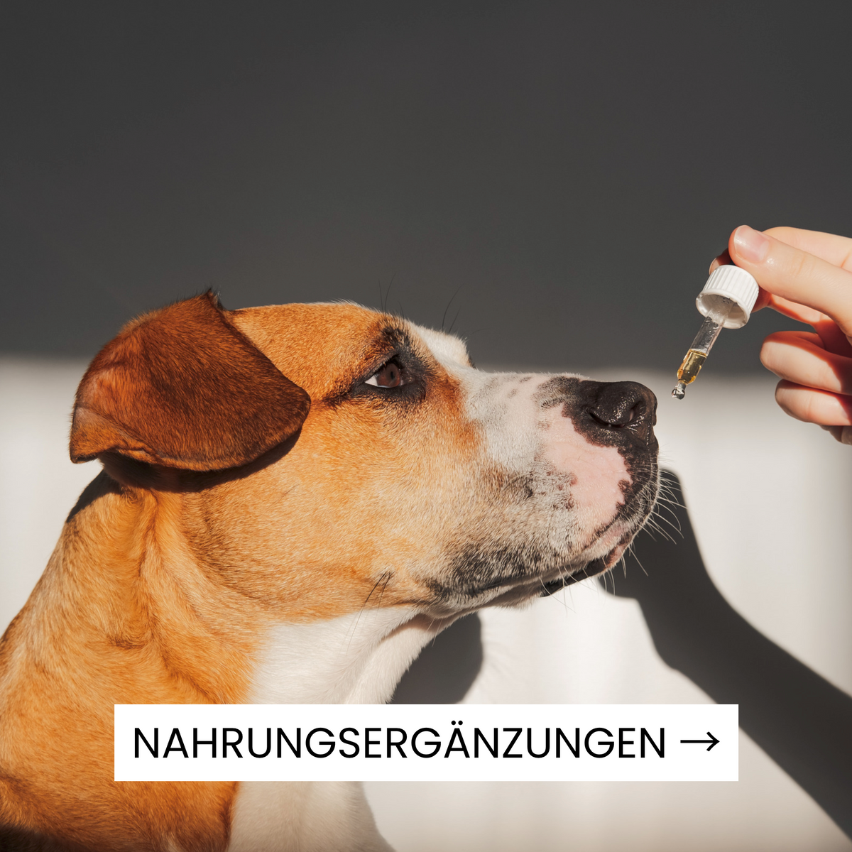 Nahrungsergänzungen für Hunde kaufen