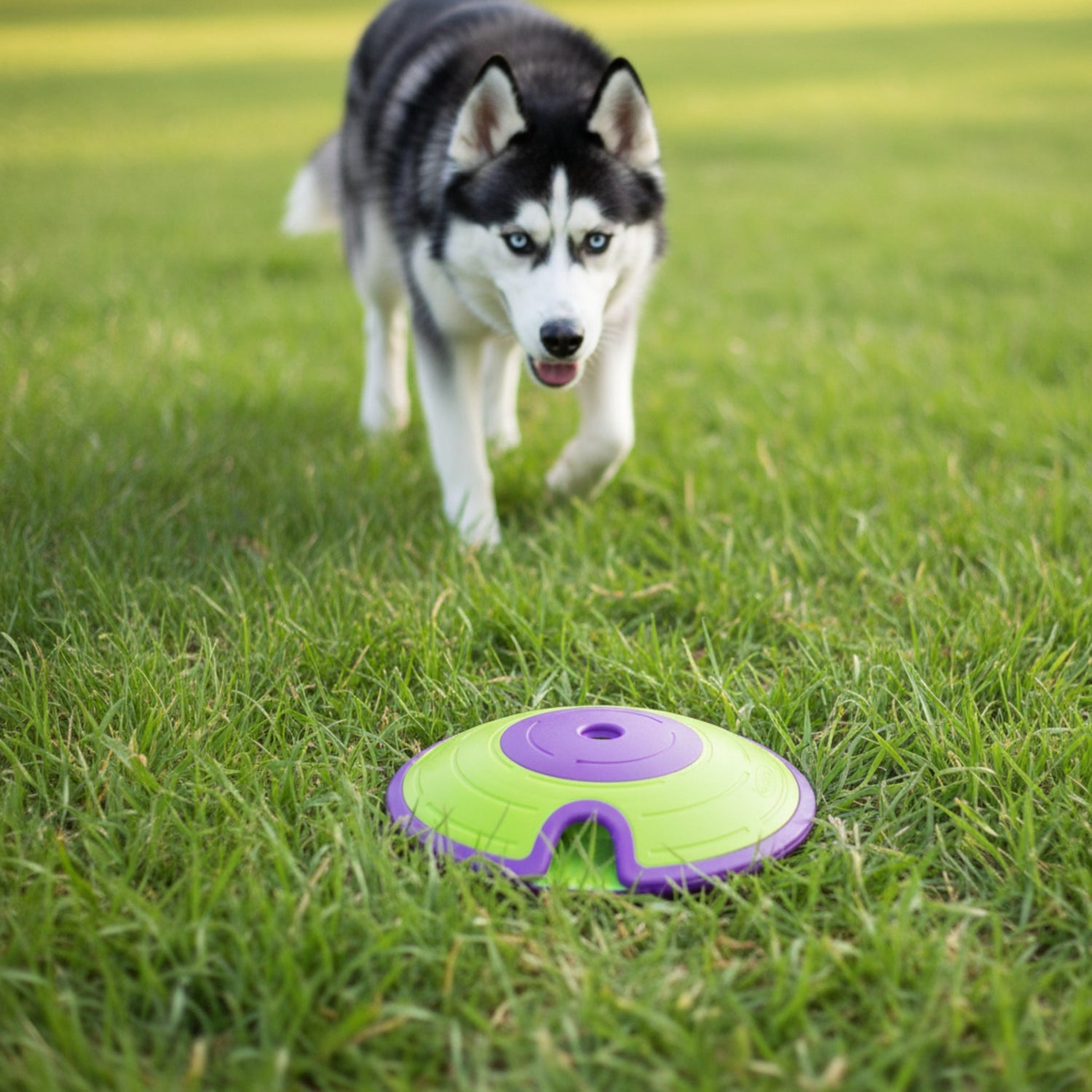 Nina Ottosson Treat Maze – Interaktives Intelligenzspielzeug gegen Langeweile &amp; Unterforderung – Level 2 Denkspiel für Hunde - Woofshack