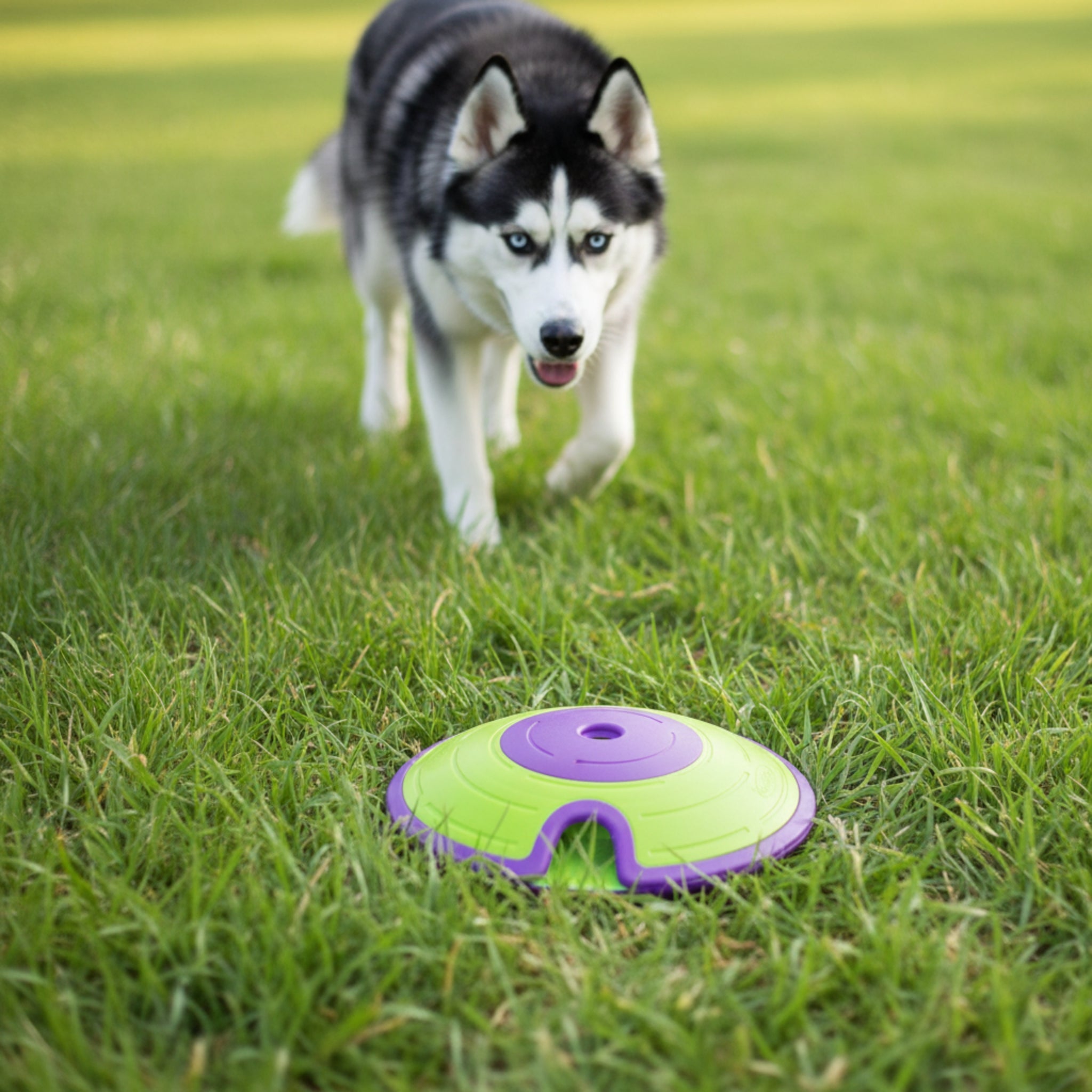 Nina Ottosson Treat Maze – Interaktives Intelligenzspielzeug gegen Langeweile &amp; Unterforderung – Level 2 Denkspiel für Hunde - Woofshack
