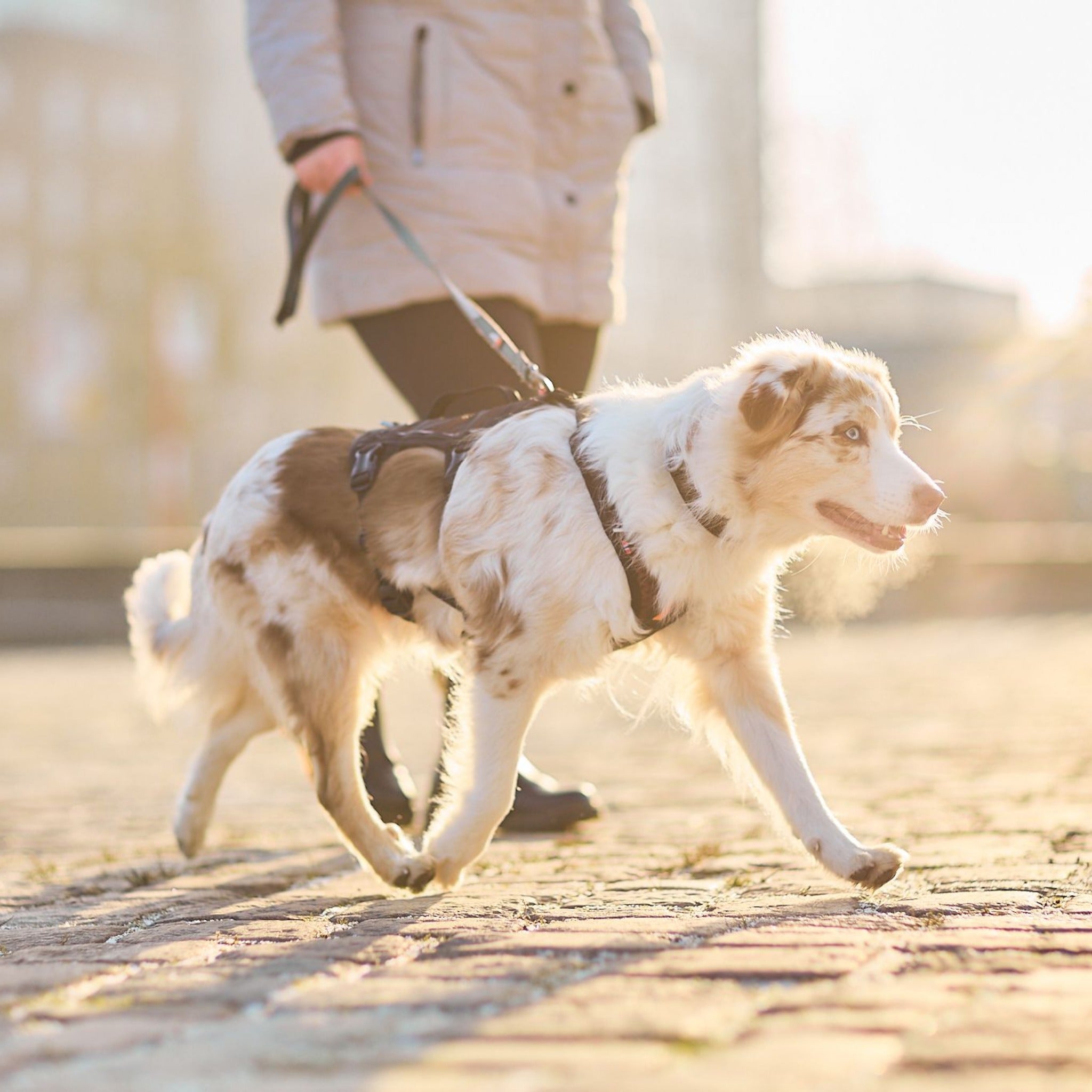 Non-stop dogwear Rock Dog Harness Long