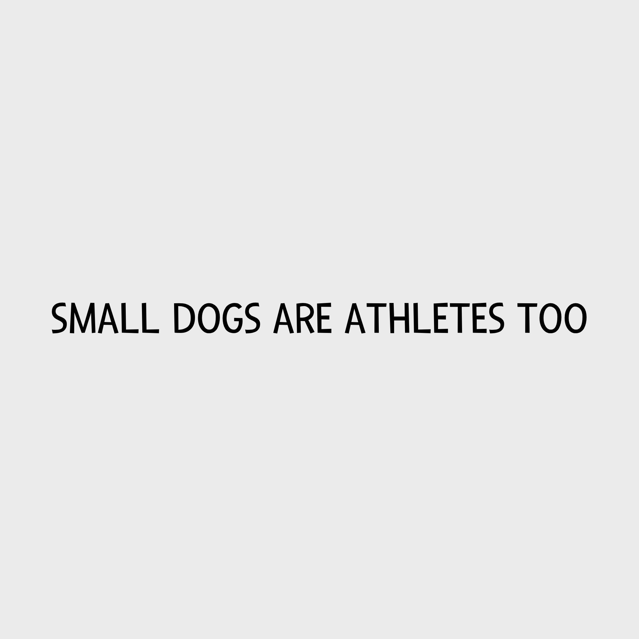 Video - Small dogs are athletes too