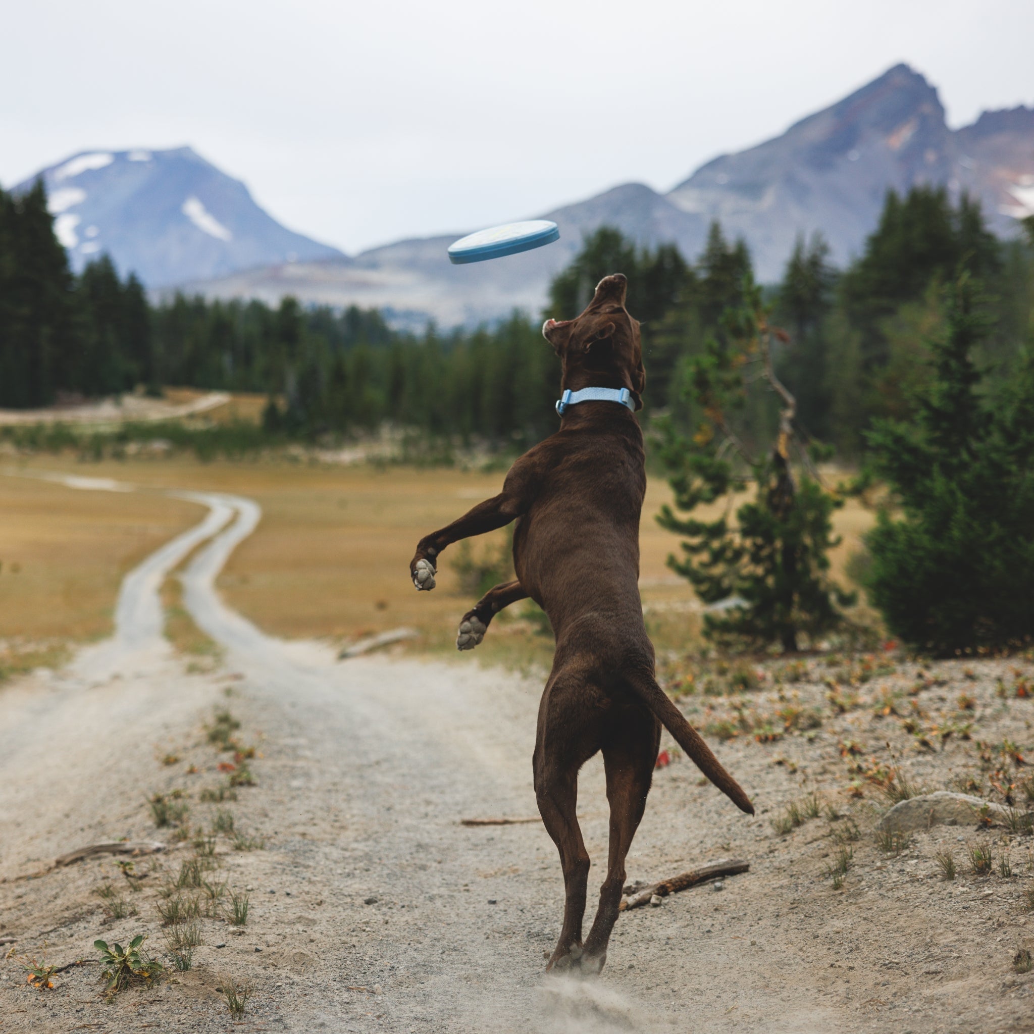 Ruffwear Camp Flyer – Premium Frisbee für Hunde, schwimmfähig, weich &amp; robust für Apportier - Abenteuer am Wasser &amp; Land - Woofshack