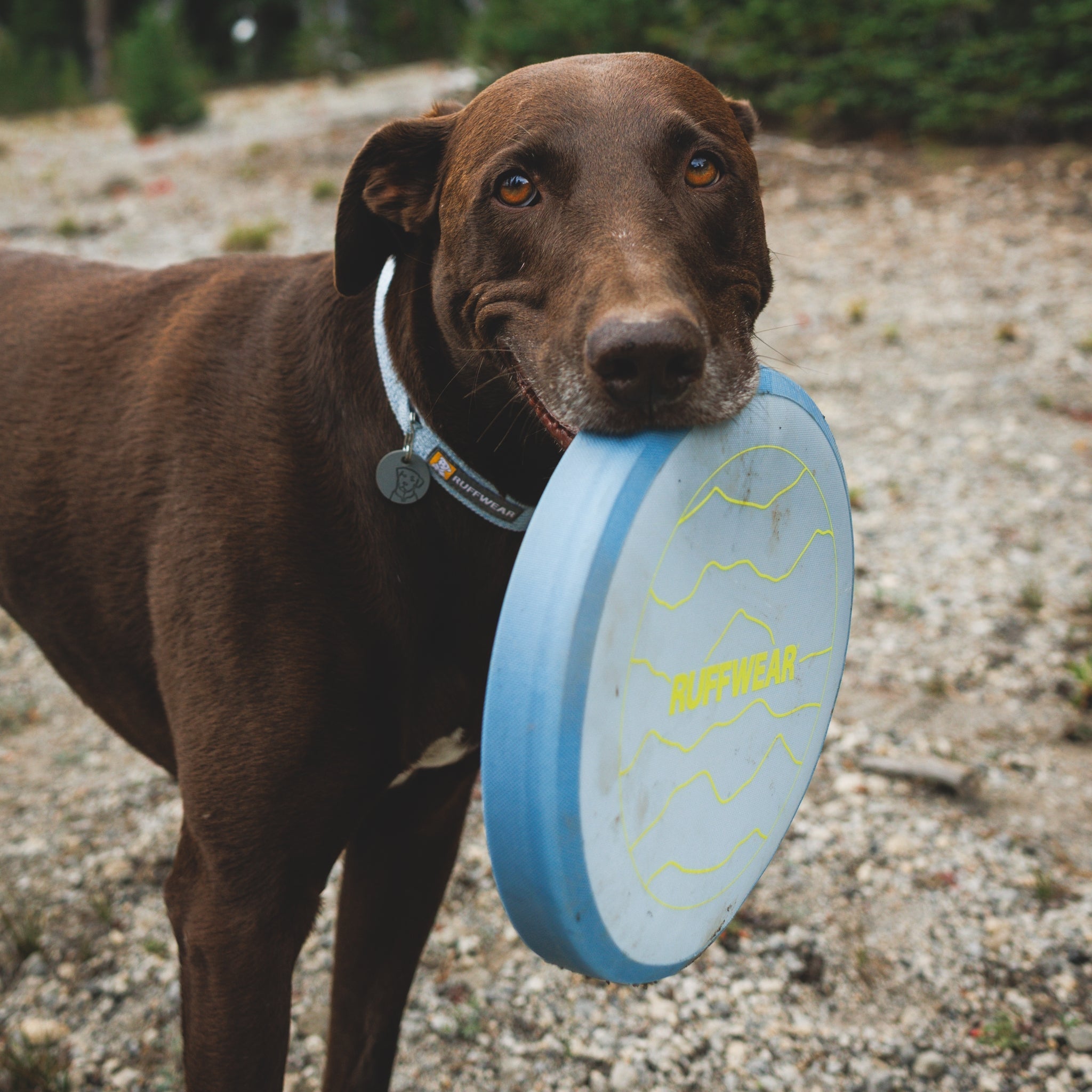 Ruffwear Camp Flyer – Premium Frisbee für Hunde, schwimmfähig, weich &amp; robust für Apportier - Abenteuer am Wasser &amp; Land - Woofshack