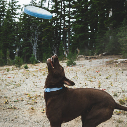 Ruffwear Camp Flyer – Premium Frisbee für Hunde, schwimmfähig, weich &amp; robust für Apportier - Abenteuer am Wasser &amp; Land - Woofshack