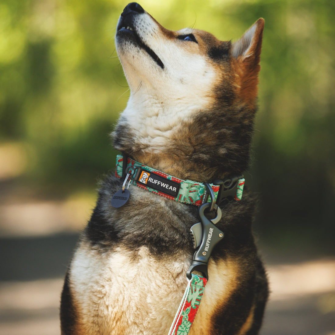 Ruffwear Crag Collar – Robustes Outdoor-Hundehalsband für Wandern, Klettern &amp; Abenteuer | Wetterfest &amp; Strapazierfähig - Woofshack