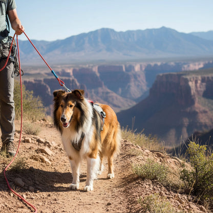 Ruffwear Doubleback Harness – Professionelles Abseilgeschirr für Hunde beim Klettern &amp; Bergsteigen - Woofshack