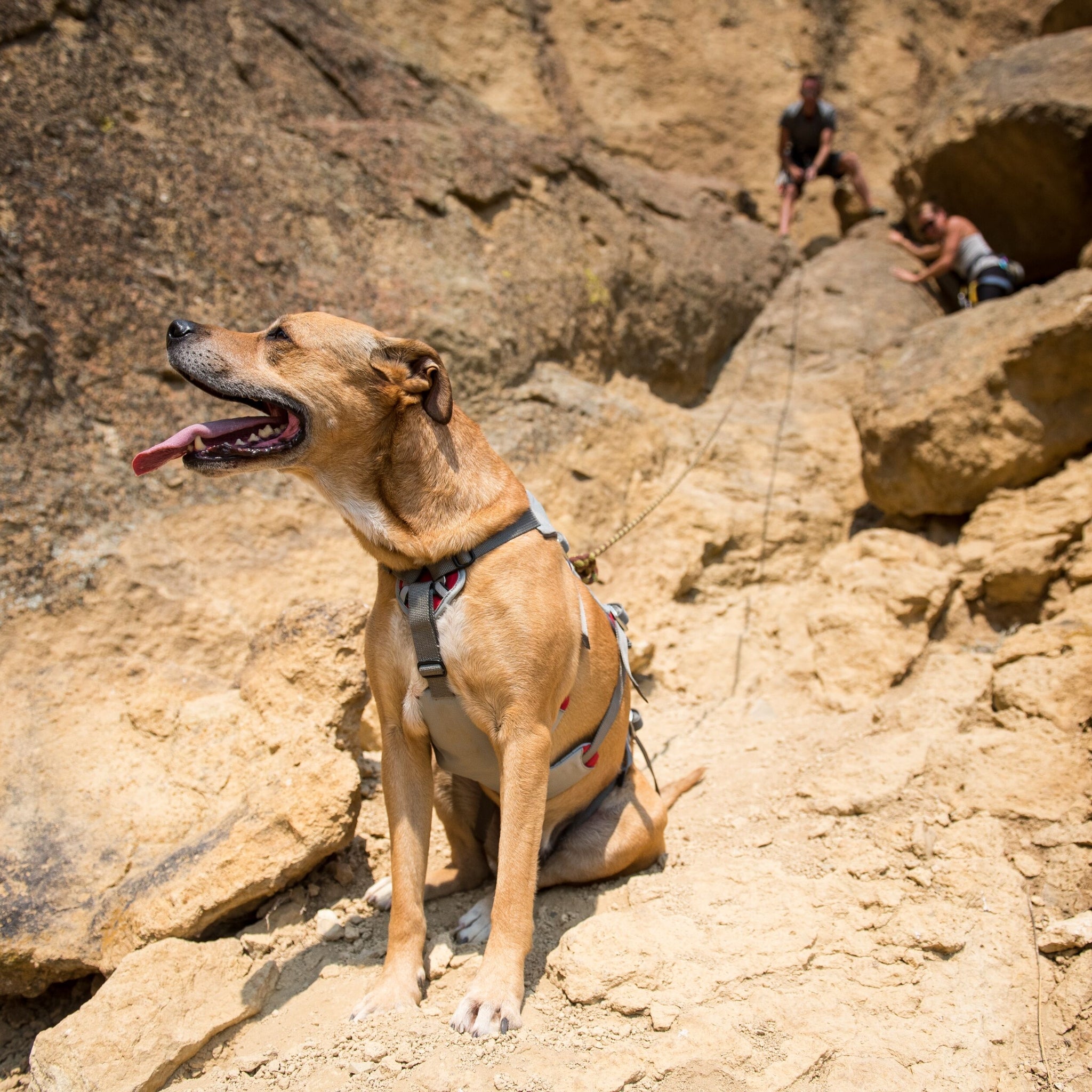 Ruffwear Doubleback Harness – Professionelles Abseilgeschirr für Hunde beim Klettern &amp; Bergsteigen - Woofshack