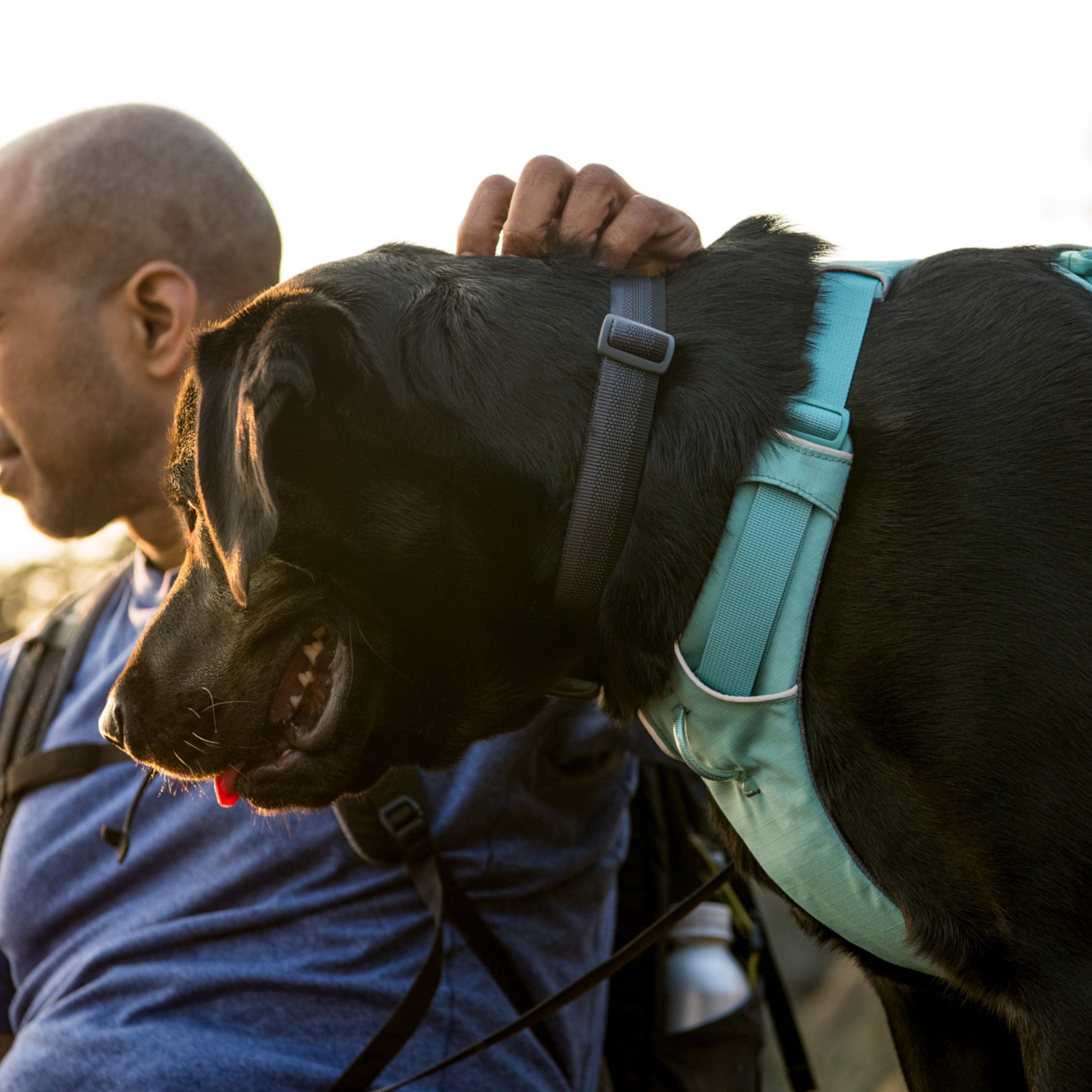 Ruffwear Front Range Collar – Verstellbares Premium-Hundehalsband für aktive Hunde mit gepolstertem Komfort und robuster Verarbeitung