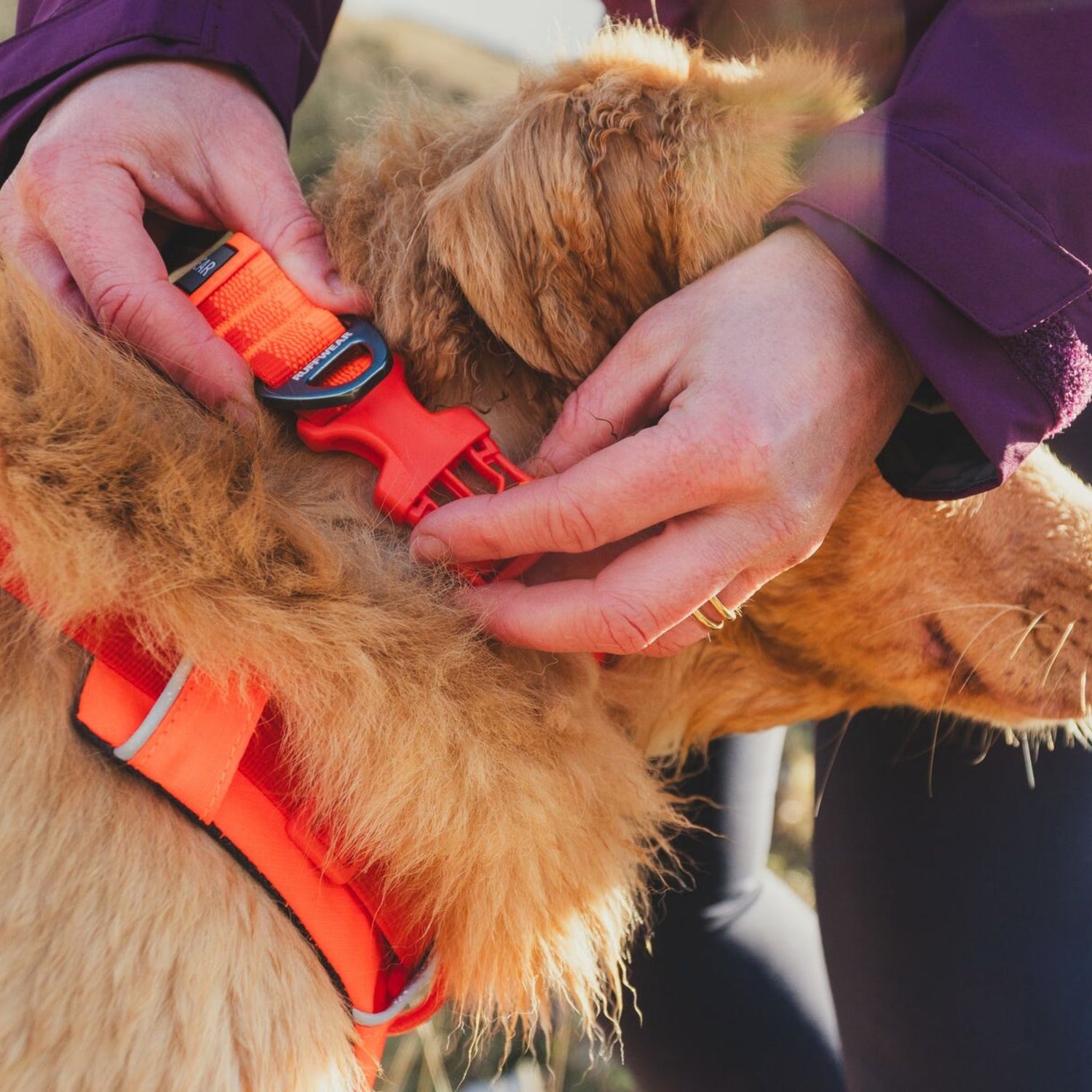 Ruffwear Front Range Halsband | Robust & Verstellbar Ruffwear Front Range Halsband | Robust & Verstellbar