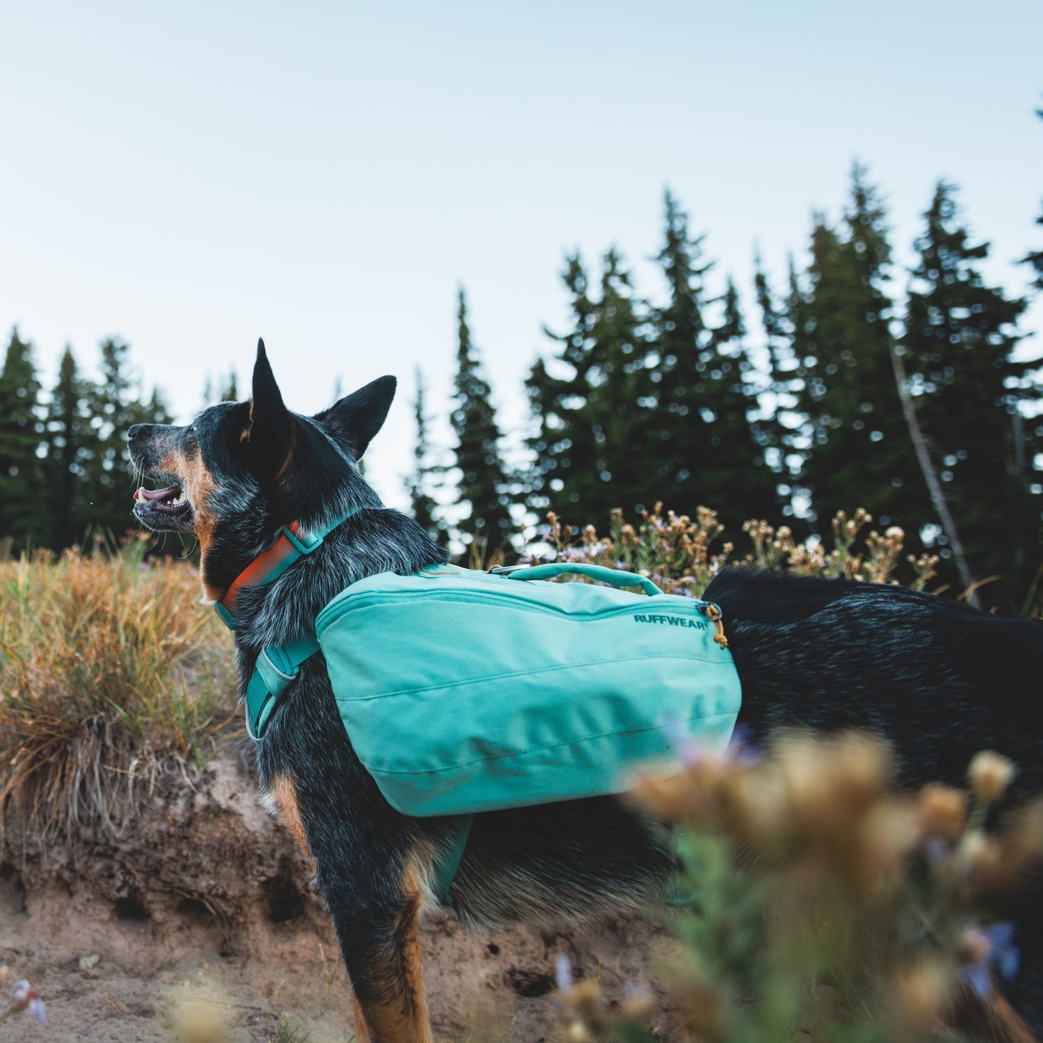 Ruffwear Front Range Day Pack – Hundegeschirr mit Packtaschen für Wanderungen &amp; Outdoor - Abenteuer - Woofshack