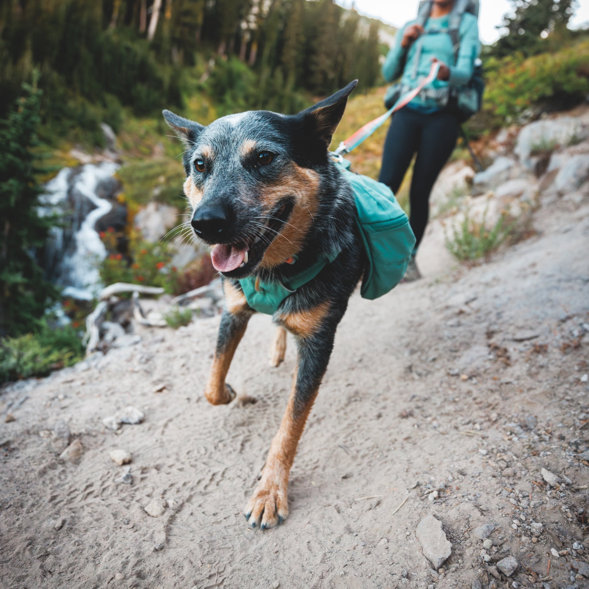 Ruffwear Front Range Day Pack – Hundegeschirr mit Packtaschen für Wanderungen &amp; Outdoor - Abenteuer - Woofshack