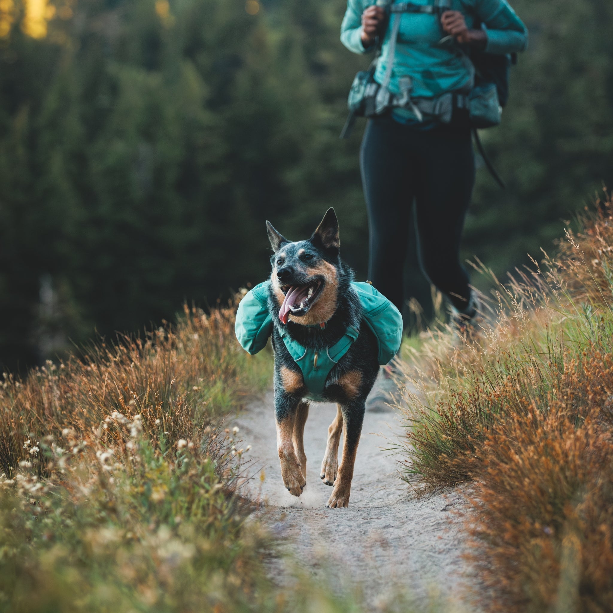 Ruffwear Front Range Day Pack – Hundegeschirr mit Packtaschen für Wanderungen &amp; Outdoor - Abenteuer - Woofshack