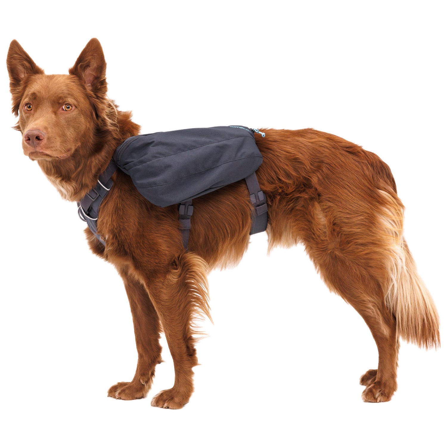 Ruffwear Front Range Day Pack, dog backpack