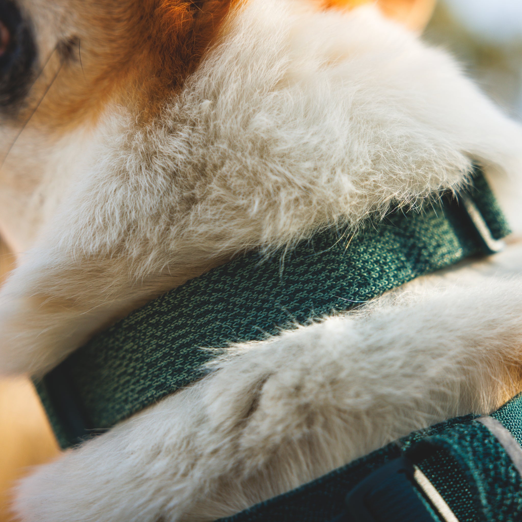 Ruffwear Front Range Flex Collar – Reflektierendes Hundehalsband mit innovativer Stricktechnologie für maximalen Komfort bei Abenteuern - Woofshack