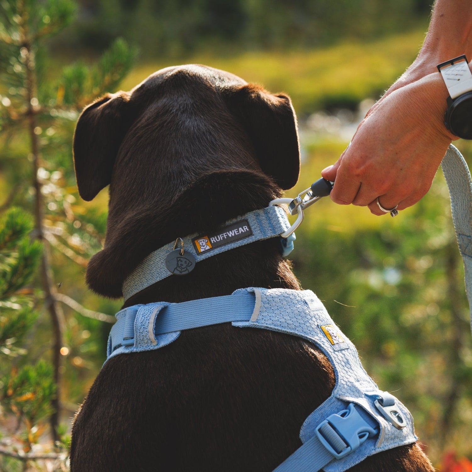 Ruffwear Front Range Flex Collar – Reflektierendes Hundehalsband mit innovativer Stricktechnologie für maximalen Komfort bei Abenteuern - Woofshack