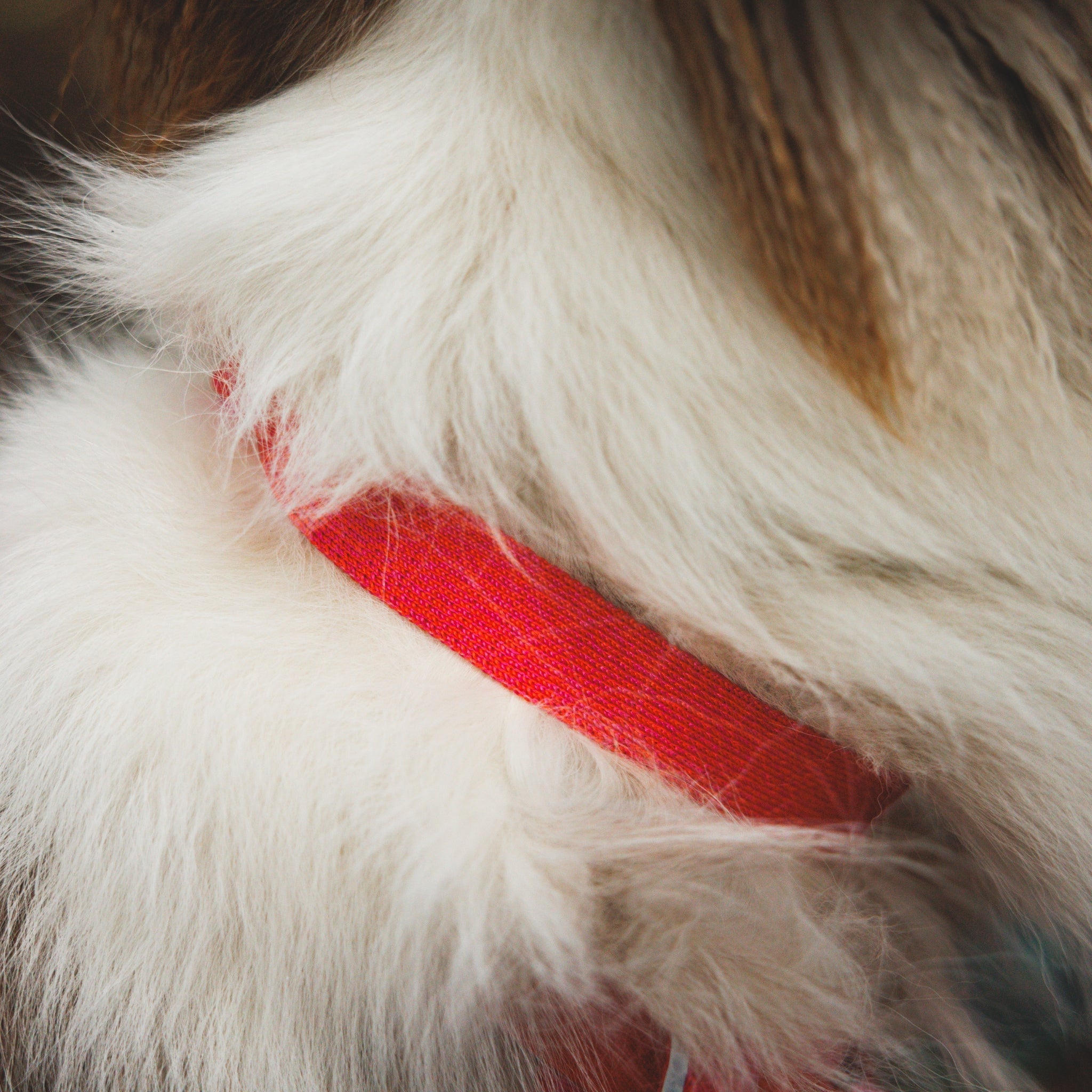 Ruffwear Front Range Flex Collar – Reflektierendes Hundehalsband mit innovativer Stricktechnologie für maximalen Komfort bei Abenteuern - Woofshack