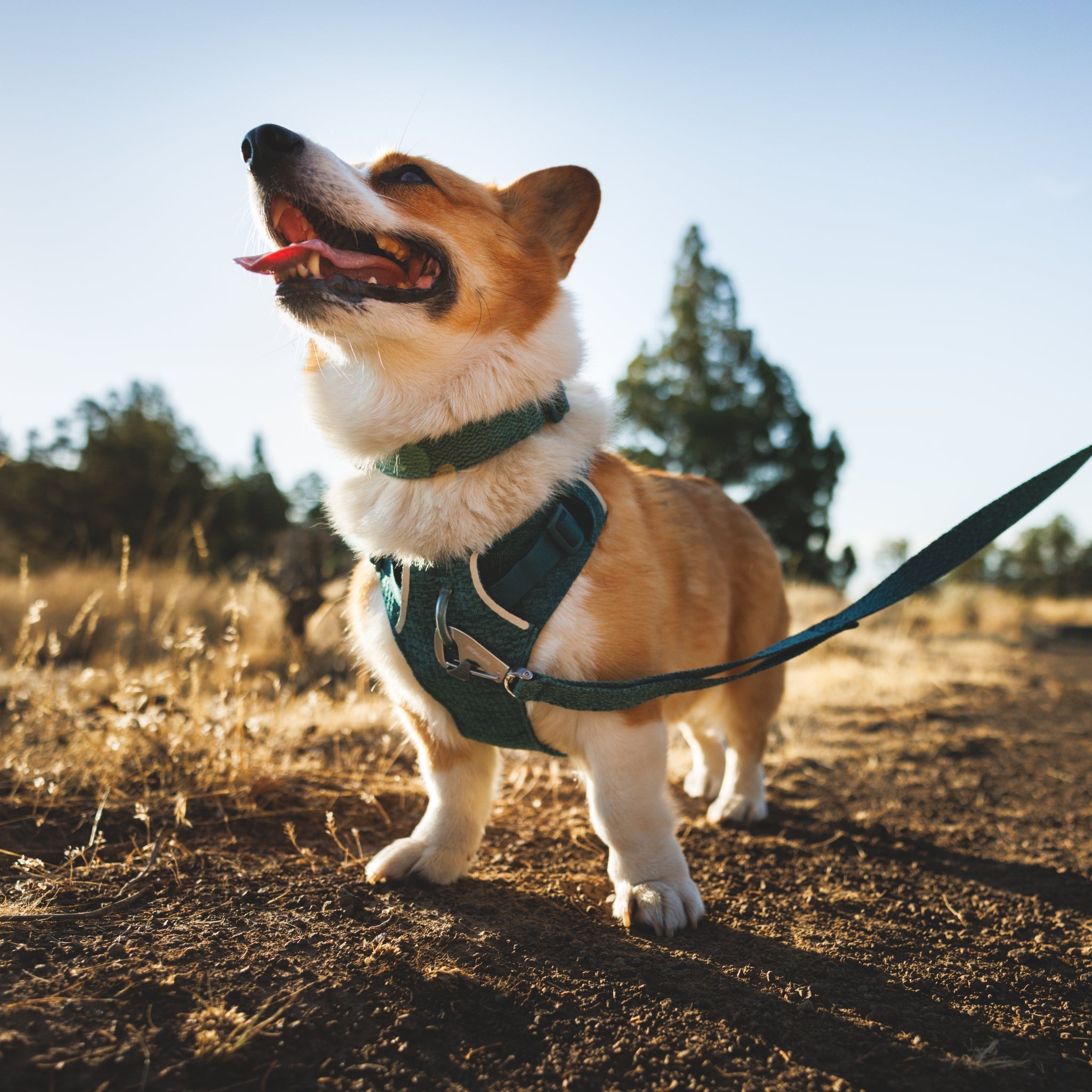 Ruffwear Front Range Flex Collar – Reflektierendes Hundehalsband mit innovativer Stricktechnologie für maximalen Komfort bei Abenteuern - Woofshack