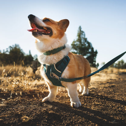 Ruffwear Front Range Flex Collar – Reflektierendes Hundehalsband mit innovativer Stricktechnologie für maximalen Komfort bei Abenteuern - Woofshack