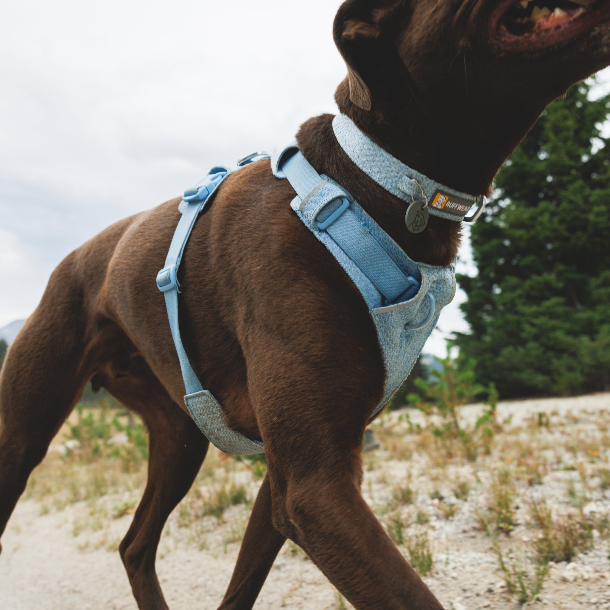 Ruffwear Front Range Flex Collar – Reflektierendes Hundehalsband mit innovativer Stricktechnologie für maximalen Komfort bei Abenteuern - Woofshack