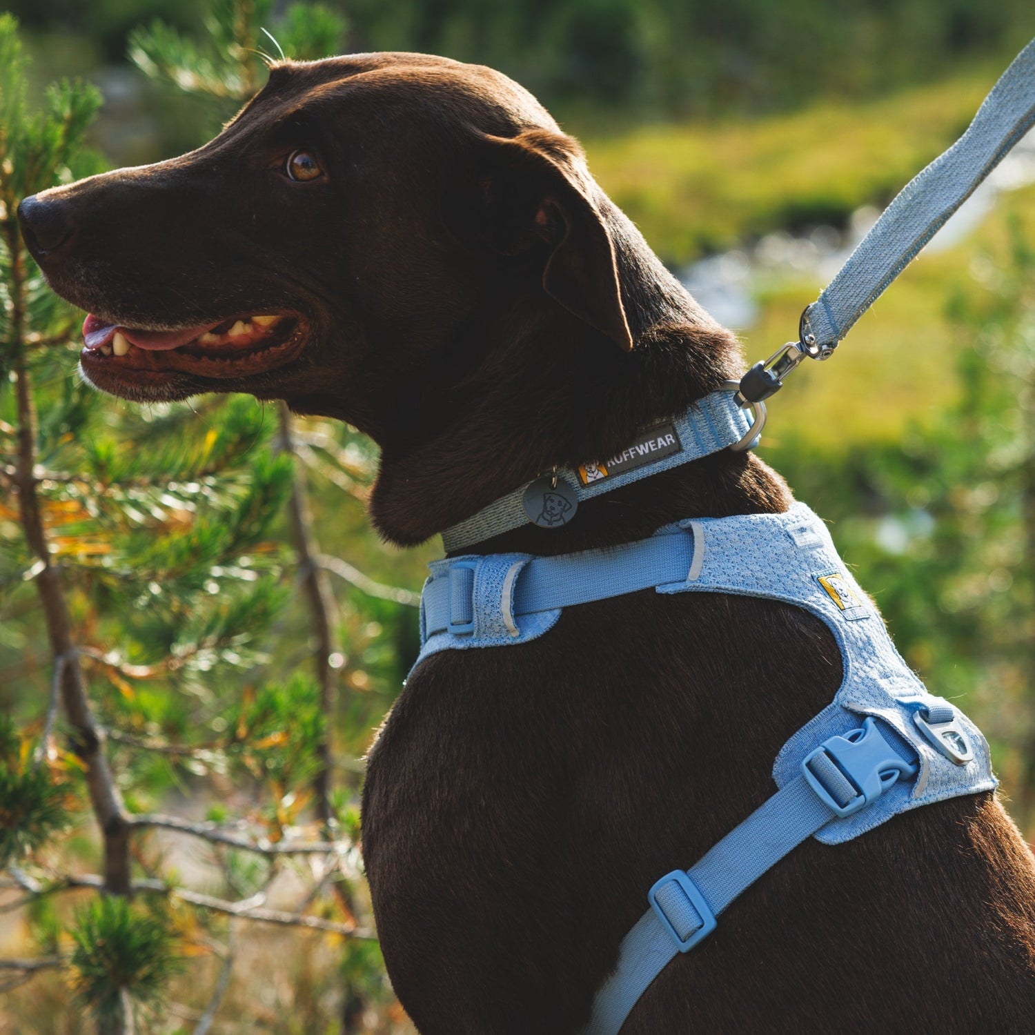 Ruffwear Front Range Flex Collar – Reflektierendes Hundehalsband mit innovativer Stricktechnologie für maximalen Komfort bei Abenteuern - Woofshack