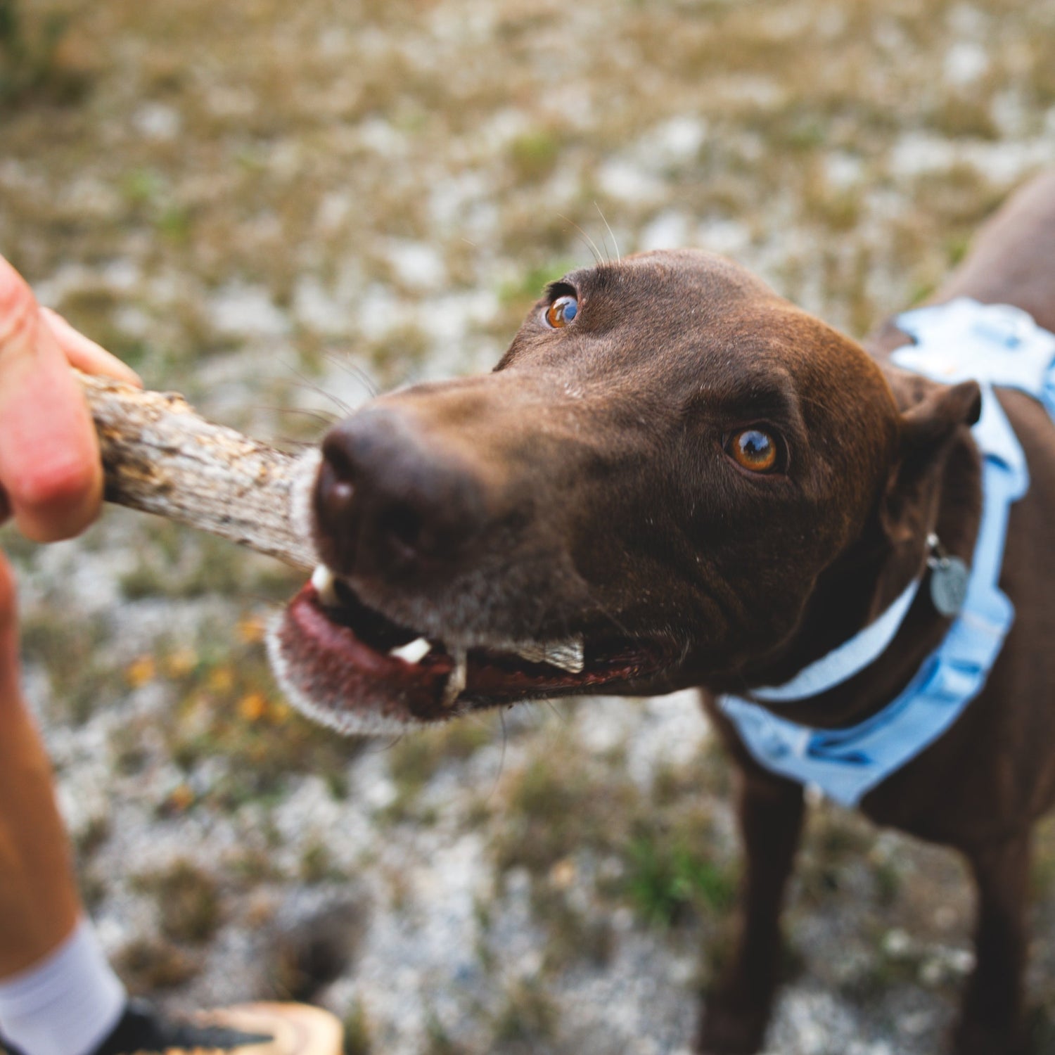 Ruffwear Front Range Flex Collar – Reflektierendes Hundehalsband mit innovativer Stricktechnologie für maximalen Komfort bei Abenteuern - Woofshack