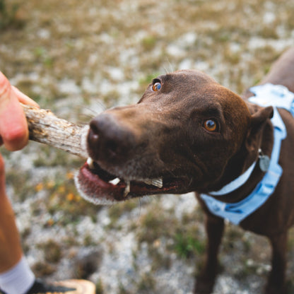 Ruffwear Front Range Flex Collar – Reflektierendes Hundehalsband mit innovativer Stricktechnologie für maximalen Komfort bei Abenteuern - Woofshack