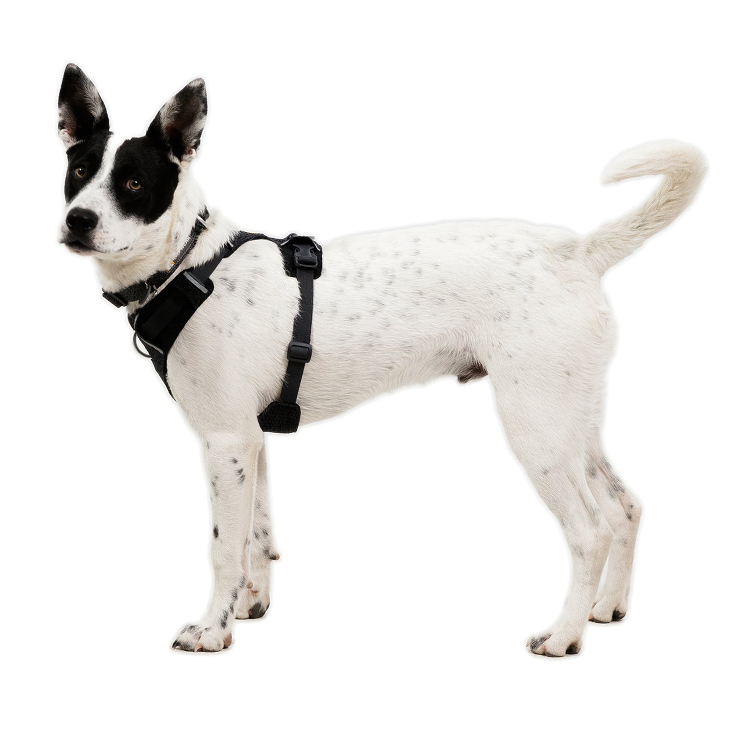 Ruffwear Front Range Flex Harness – Atmungsaktives Hundegeschirr in Stricktechnologie mit Y-Schnitt für maximale Bewegungsfreiheit und Komfort